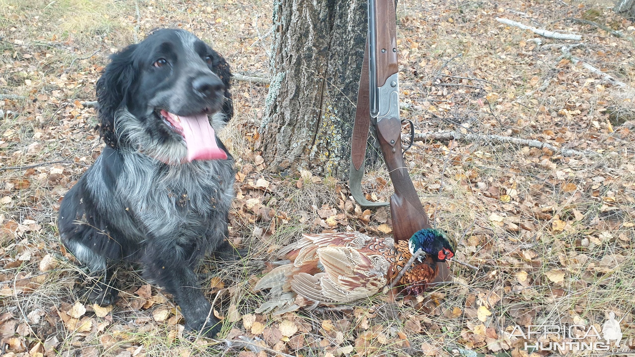 Picardy Spaniel