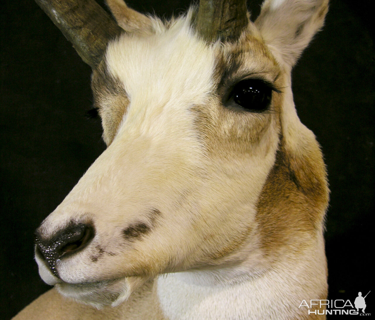 Piebald Pronghorn Shoulder Mount Taxidermy