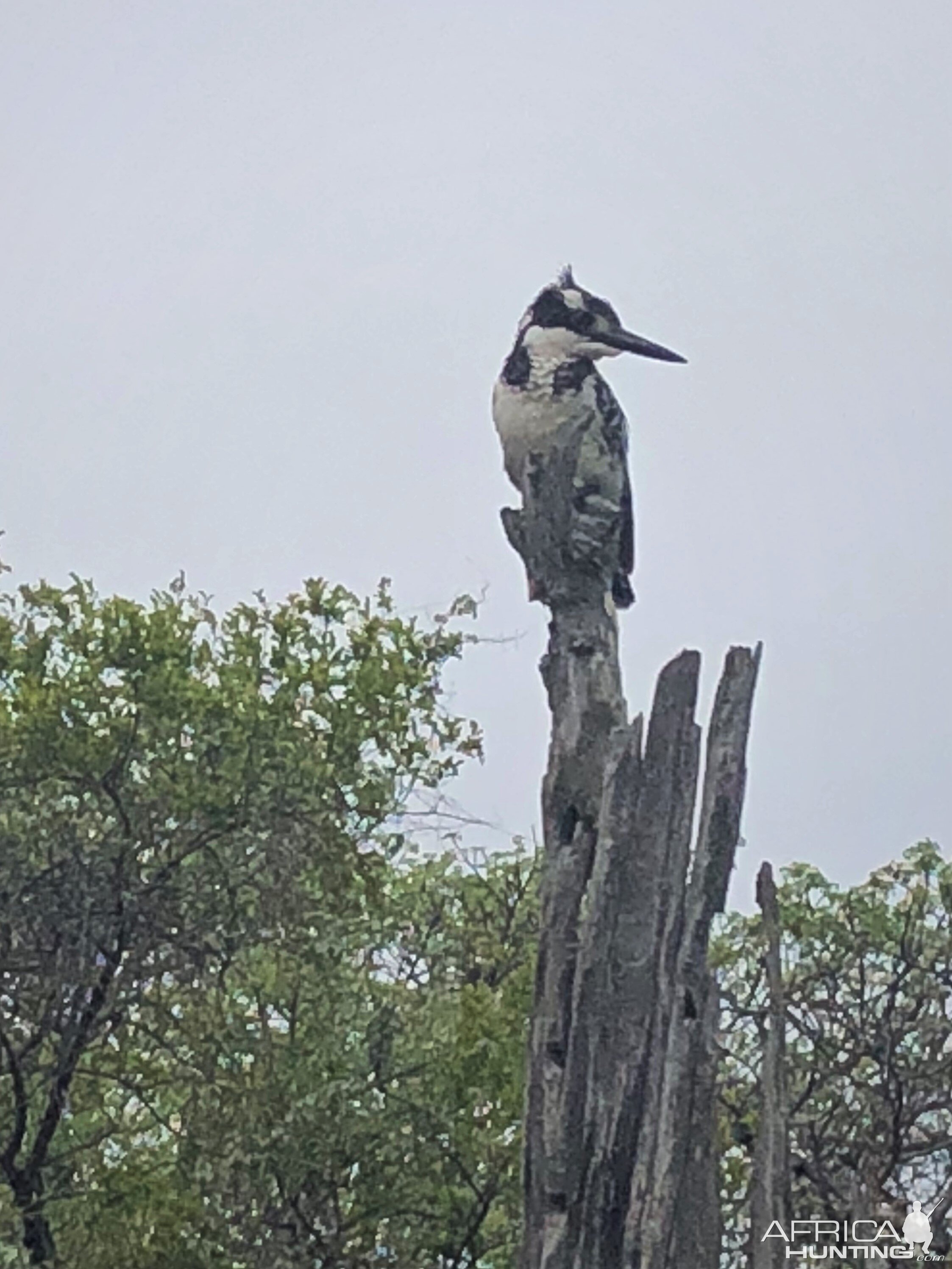 Pied Kingfisher Zimbabwe