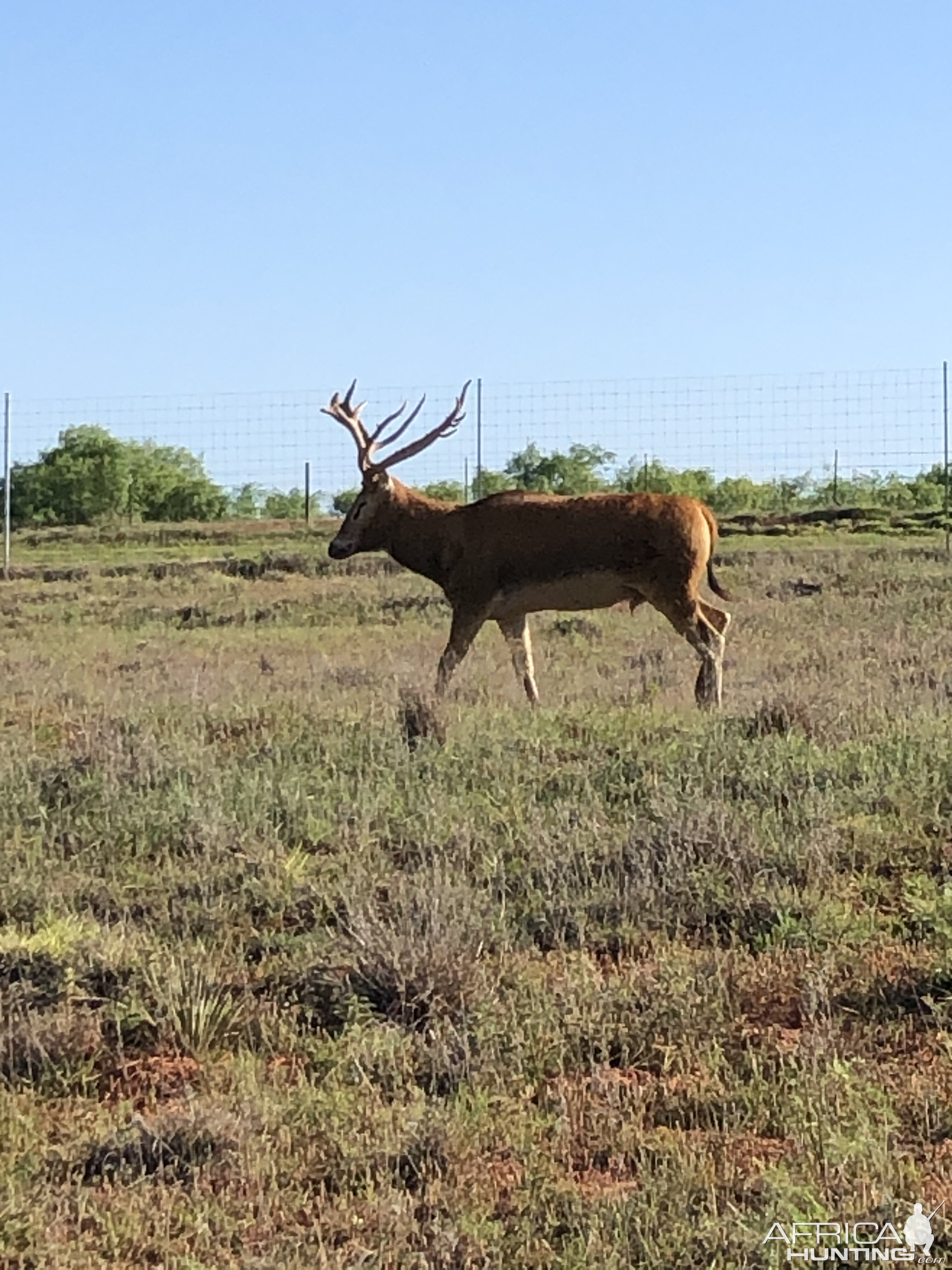 Pierre David Deer Texas USA