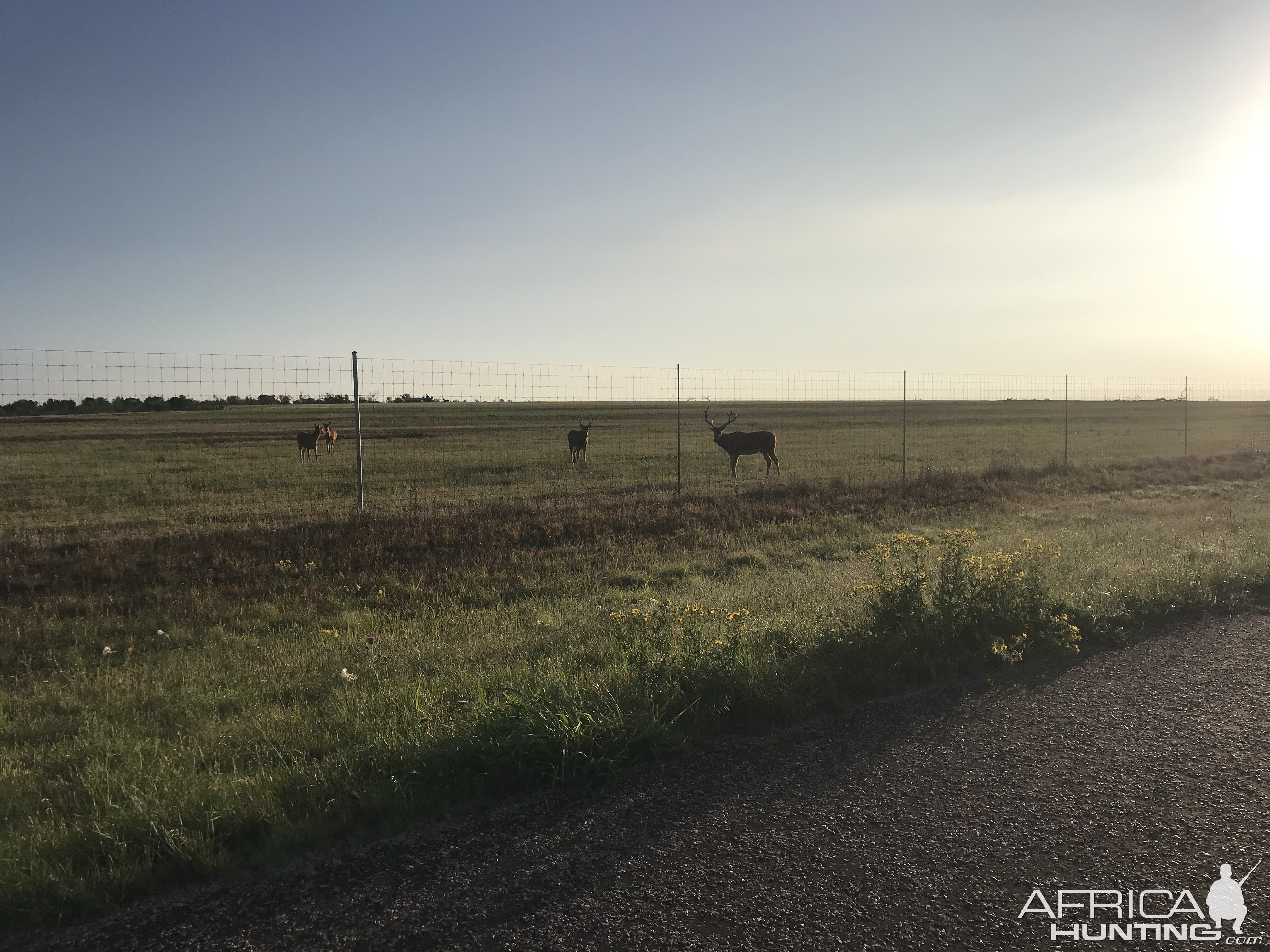 Pierre David Deer Texas USA