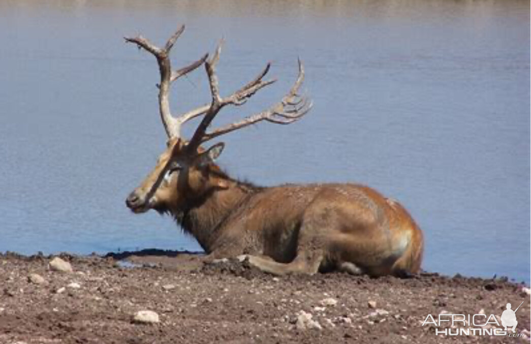 Pierre David Deer Texas USA