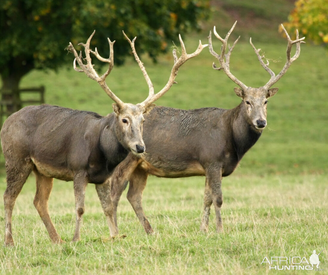 Pierre David Deer Texas USA