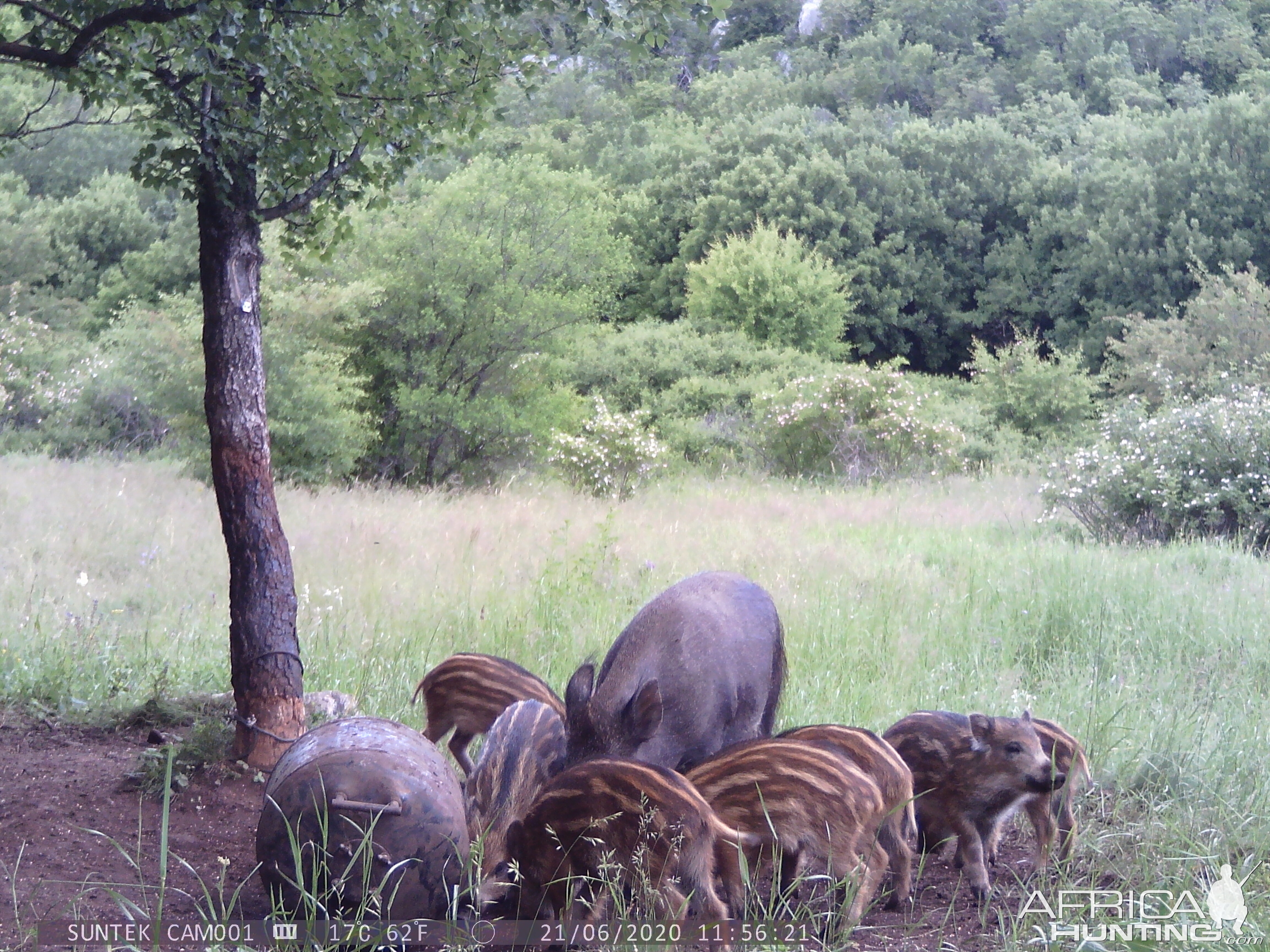 Pig Family Trail Cam Pictures Croatia Europe