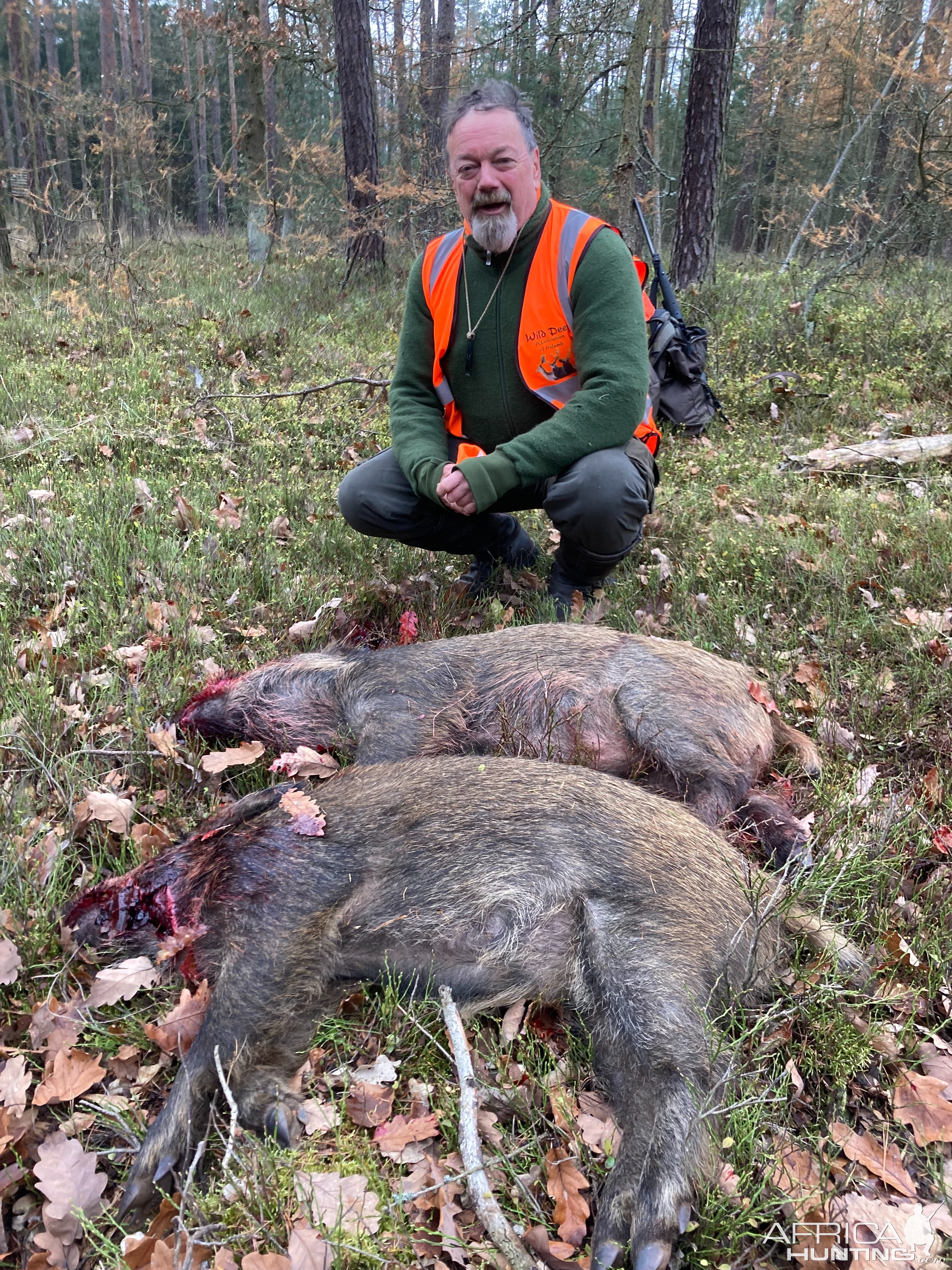 Pig Hunting Romania