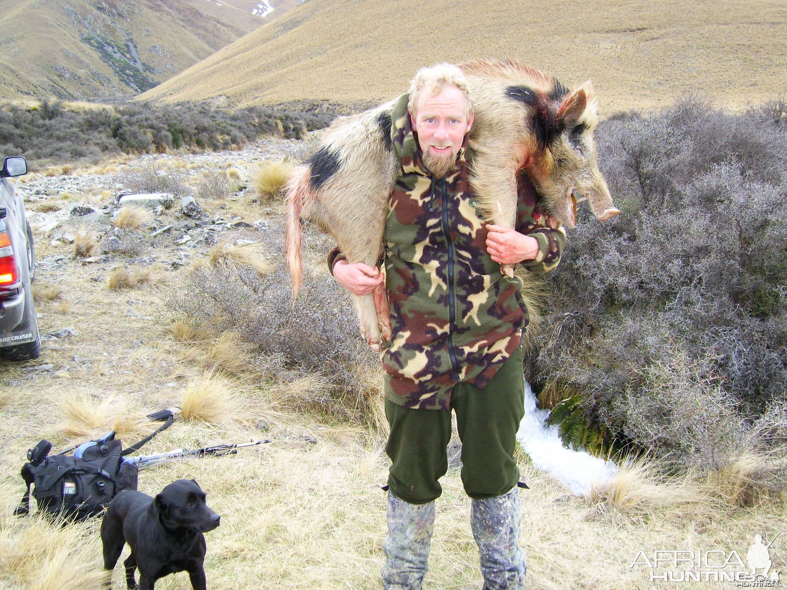 Pig Hunting with Dogs in New Zealand