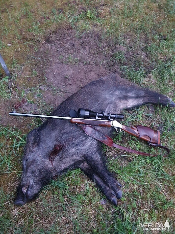 Pig Hunting