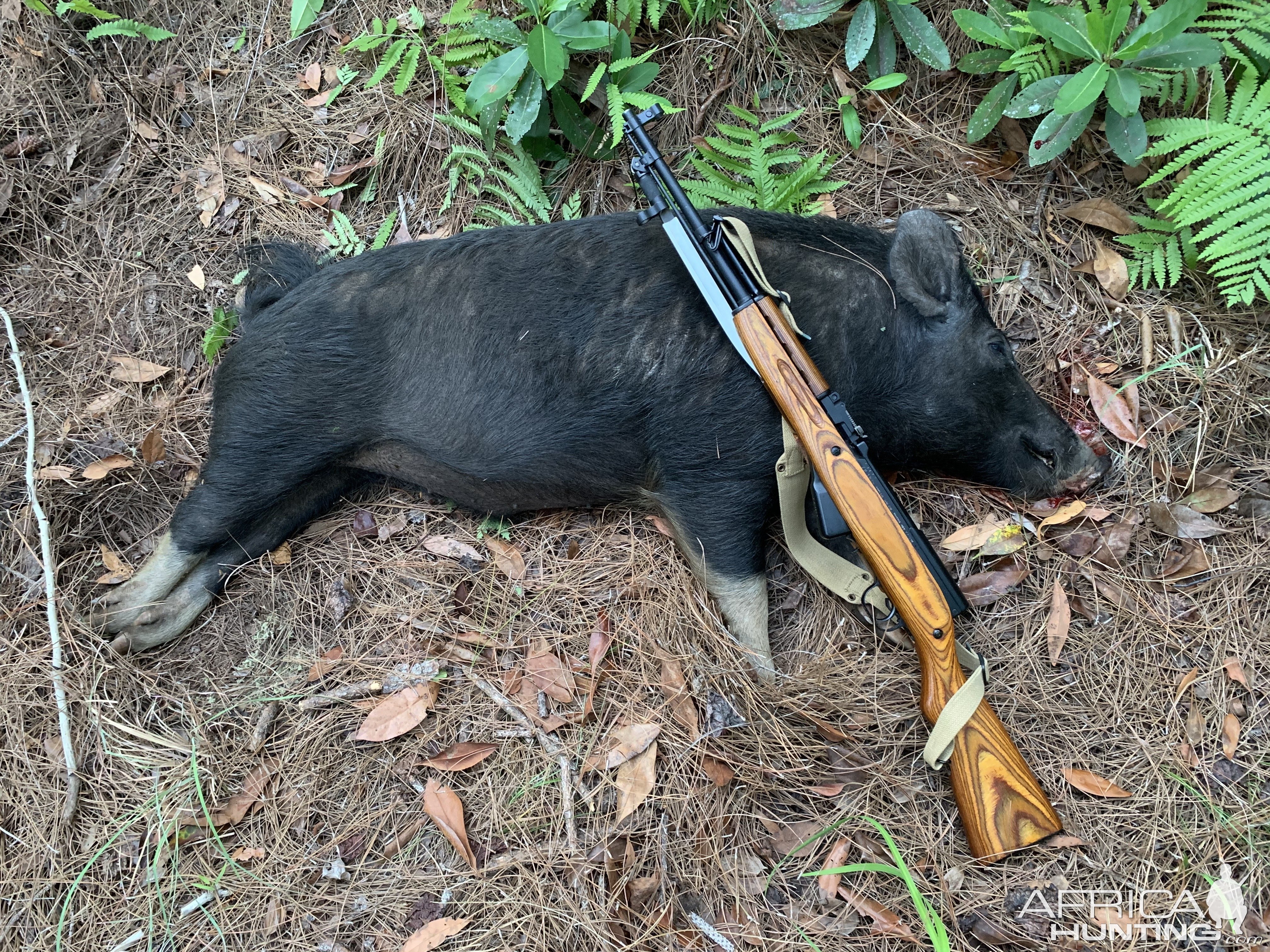 Pig Hunting