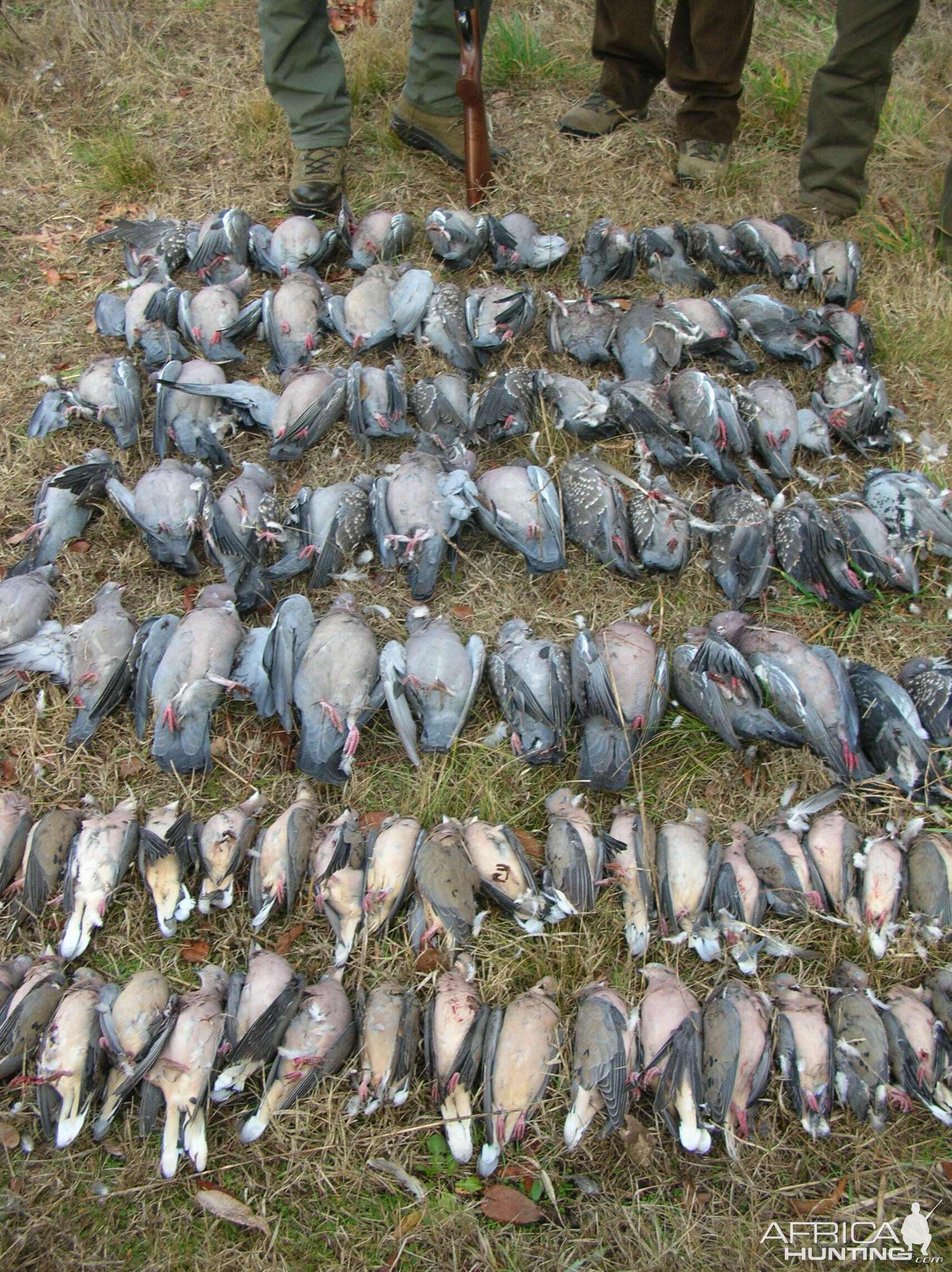 Pigeon & Dove Hunting Argentina