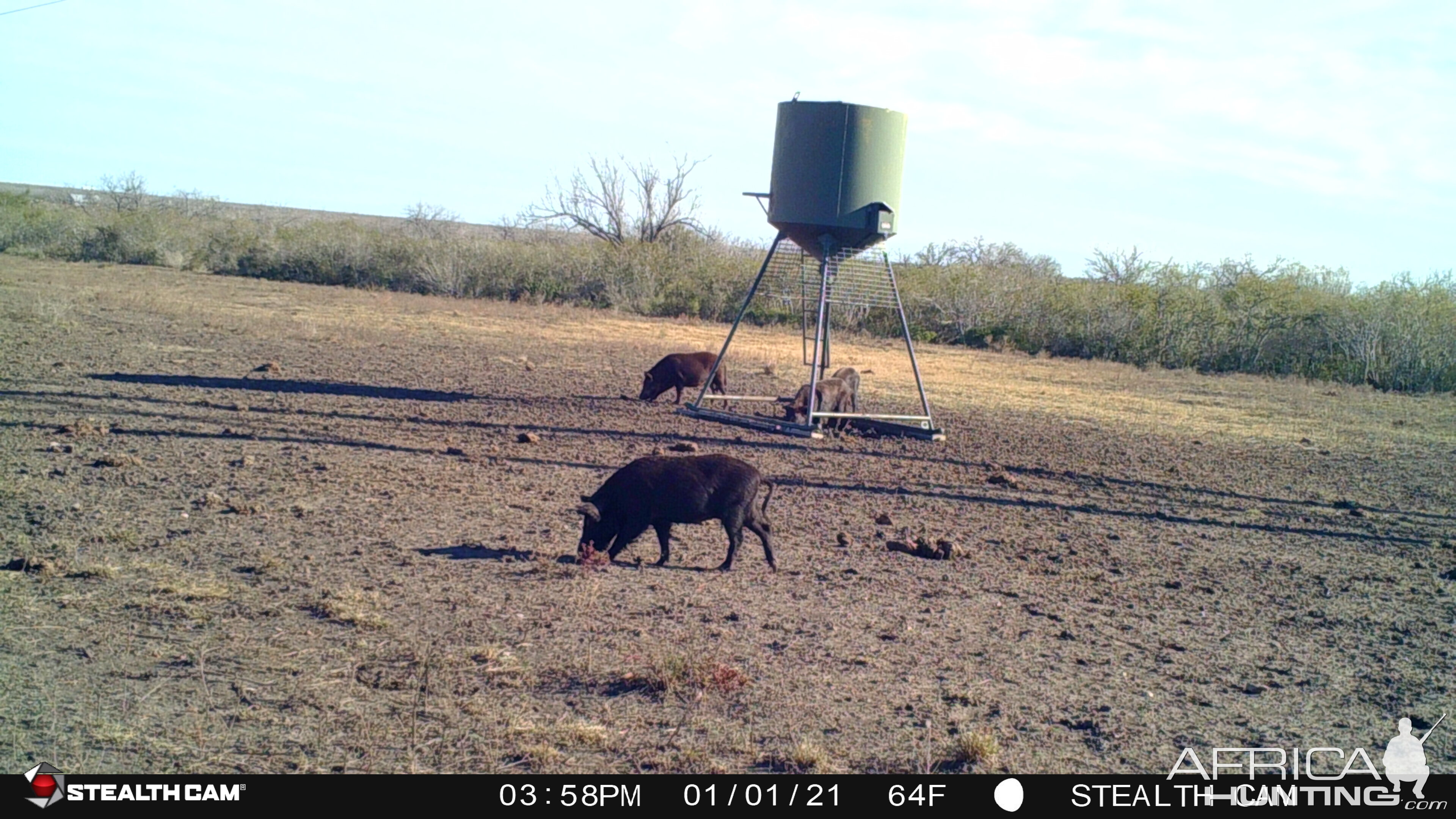 Pigs on Trail Camera