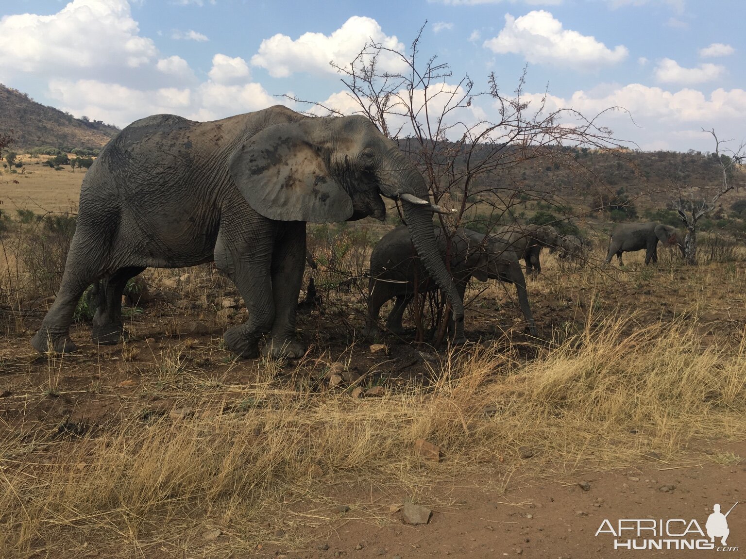 Pilansberg  Elephants South Africa