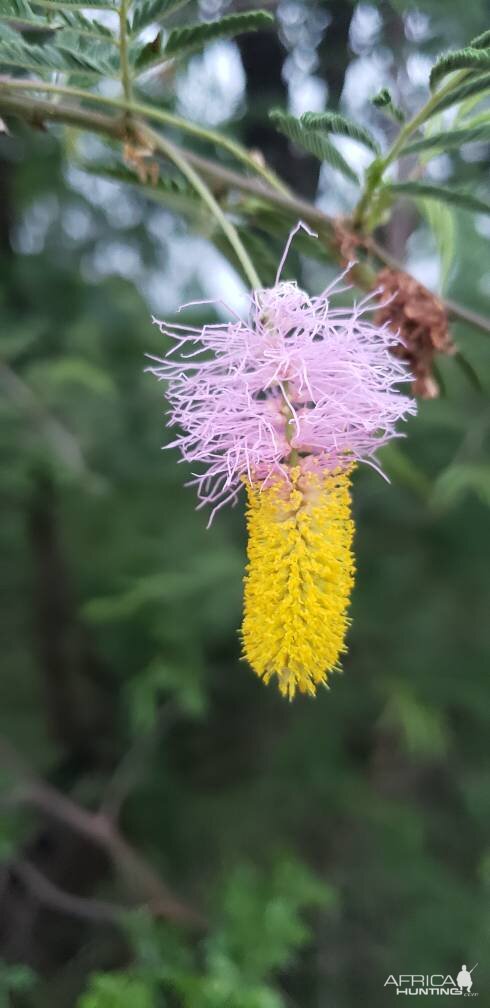 Pink & Yellow Acacia Flower