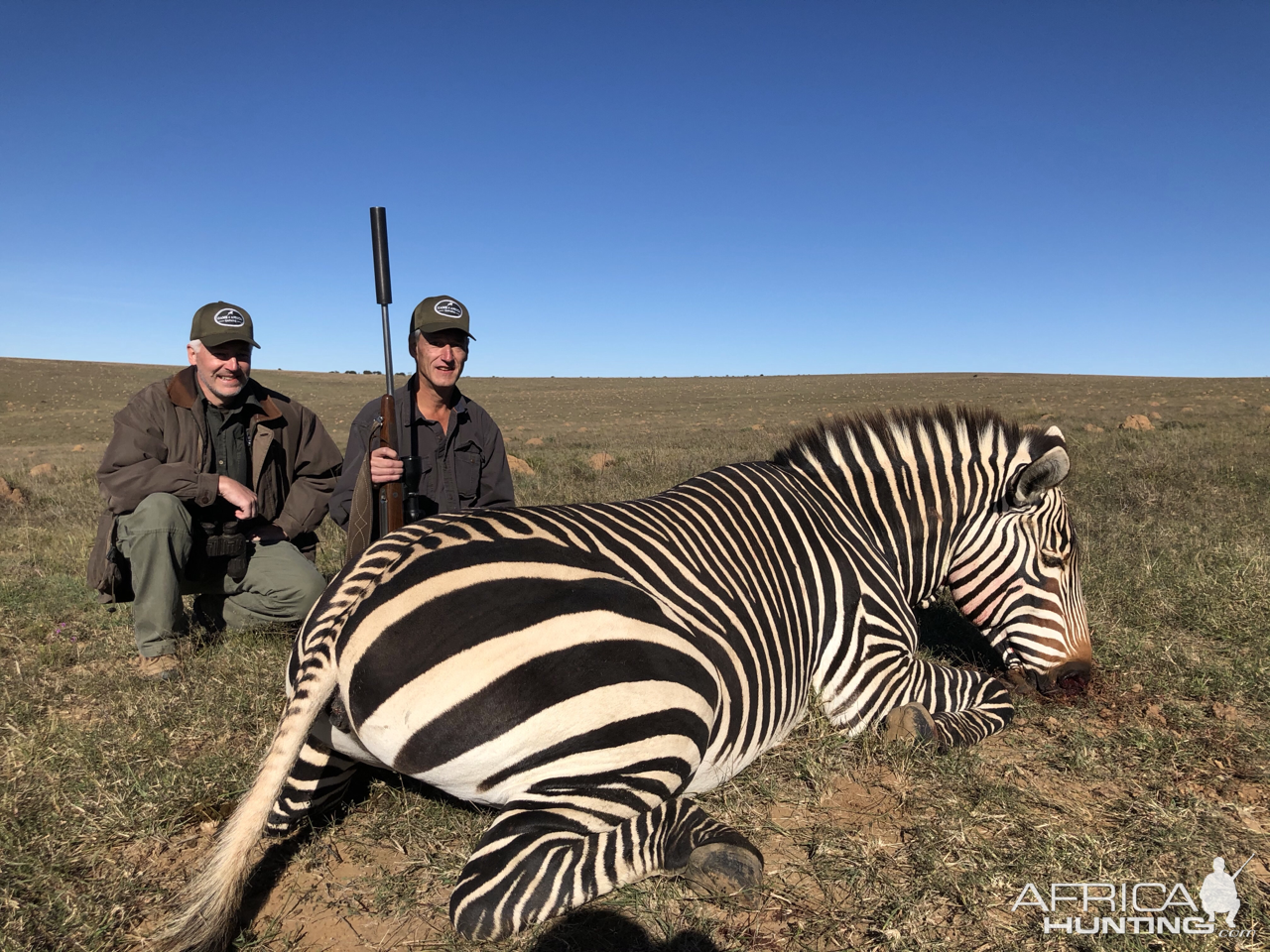 Plains Zebra Hunt Eastern Cape South Africa