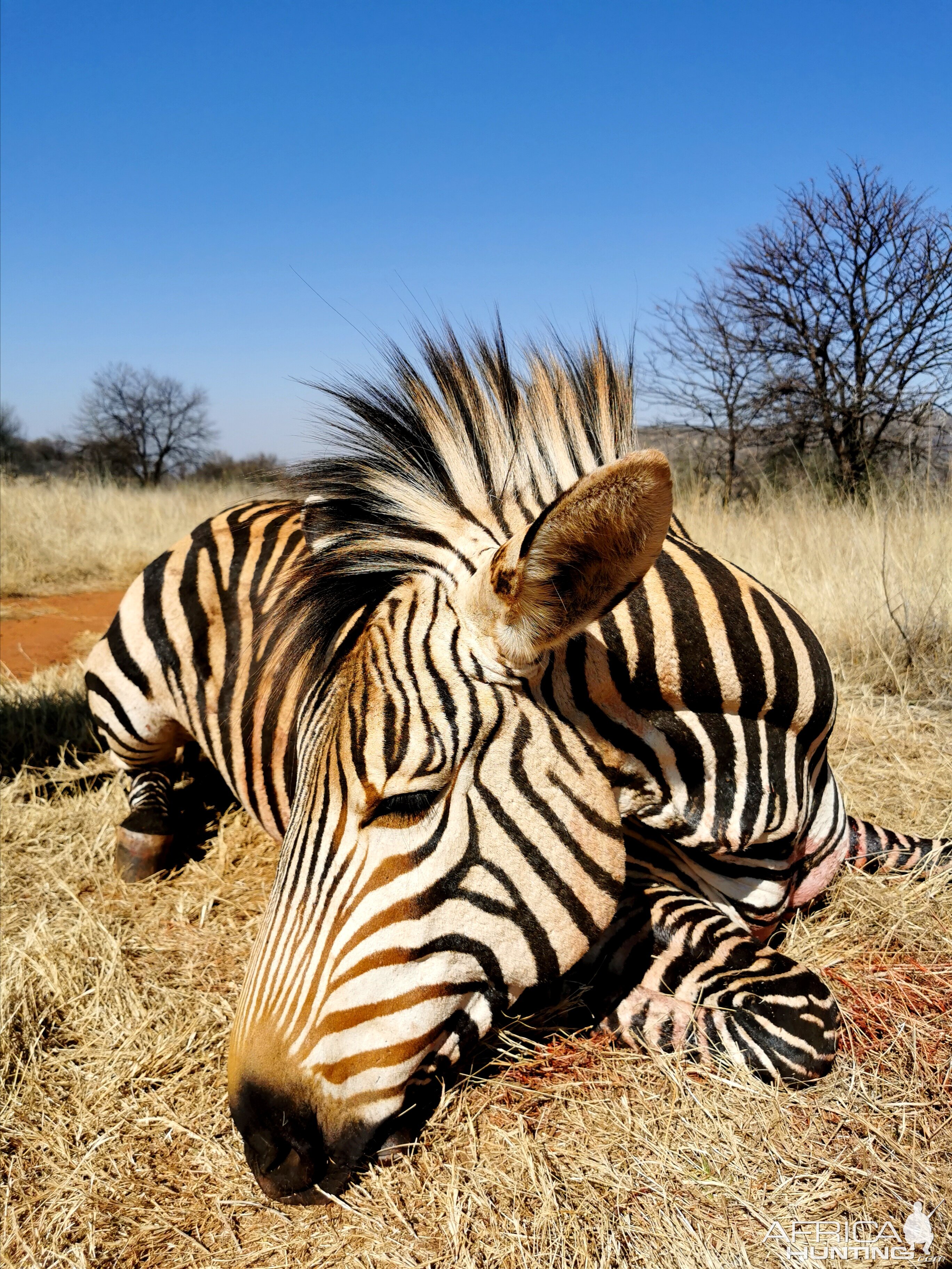 Plains Zebra Hunting