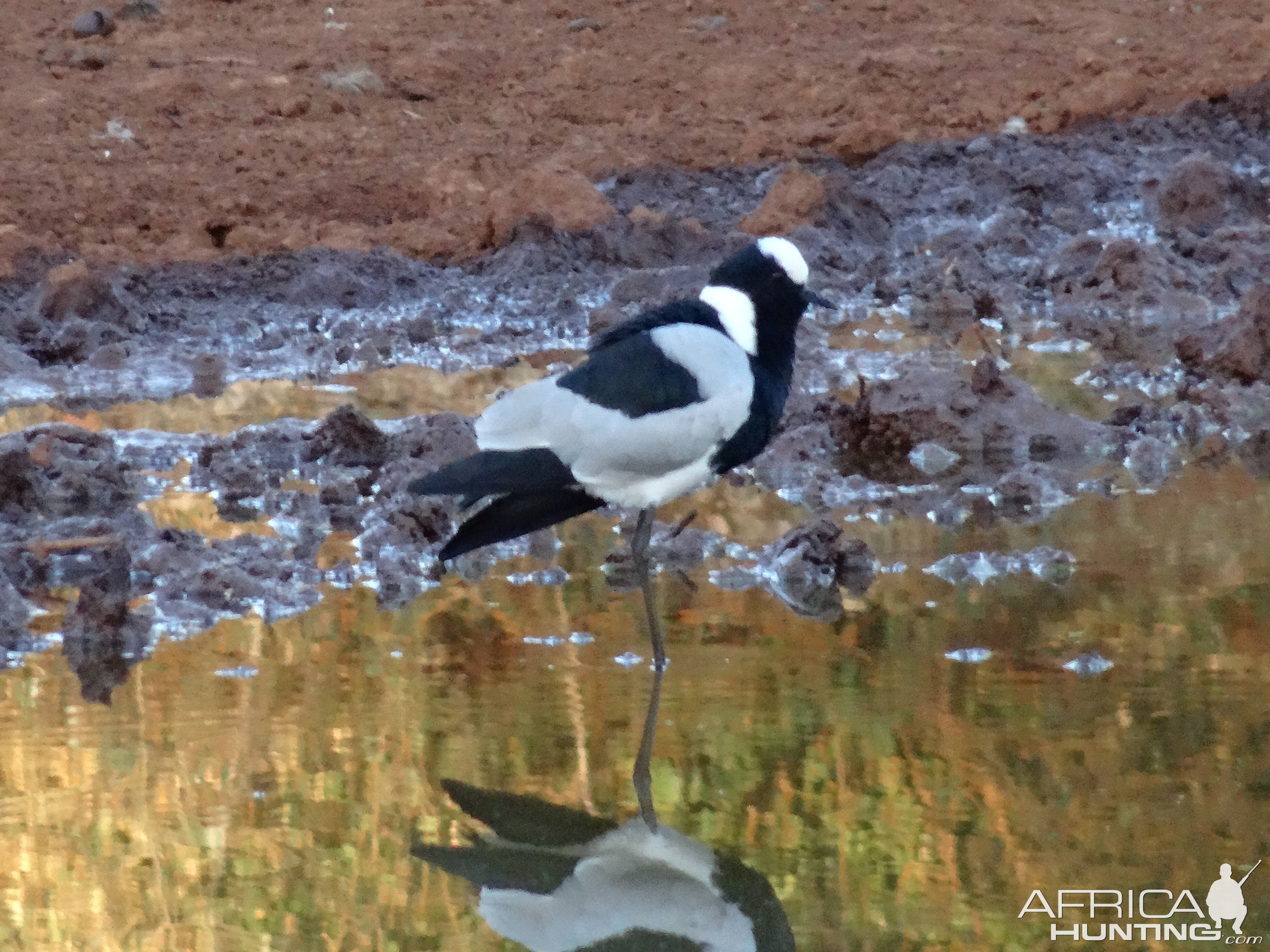 Plover South Africa