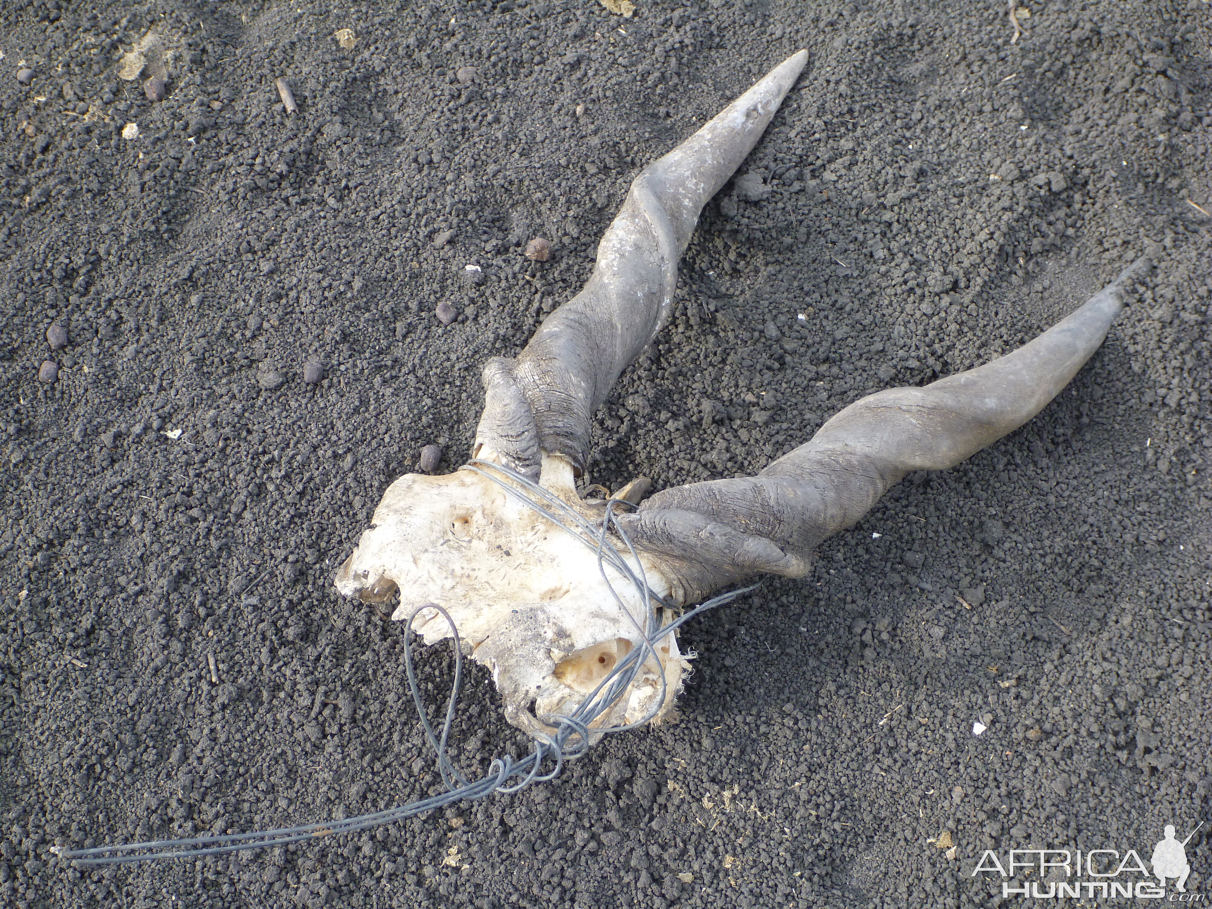 Poacher Cape Eland