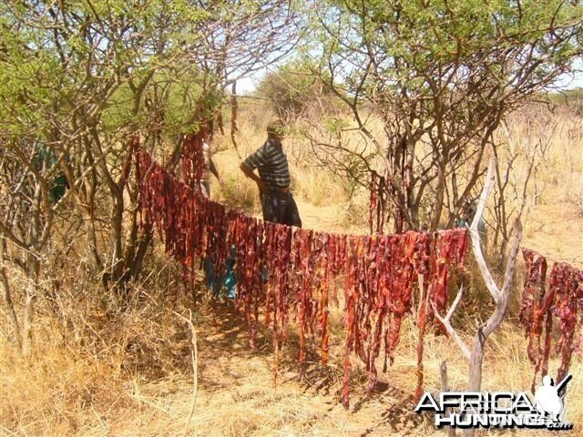 Poachers caught in the bush with drying meat - Namibia