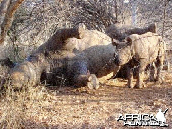 Poaching Rhino in Zimbabwe (Black Rhino)