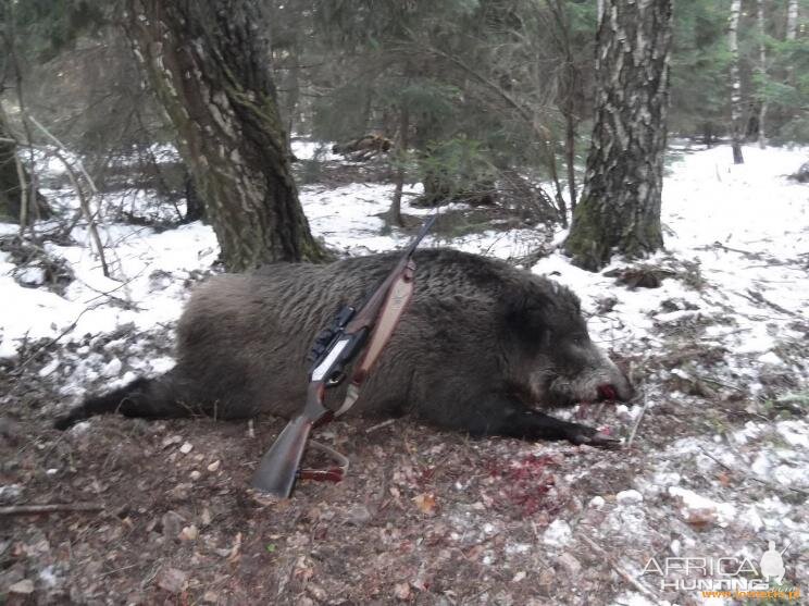 Poland Hunting Wild Boar with Dogs
