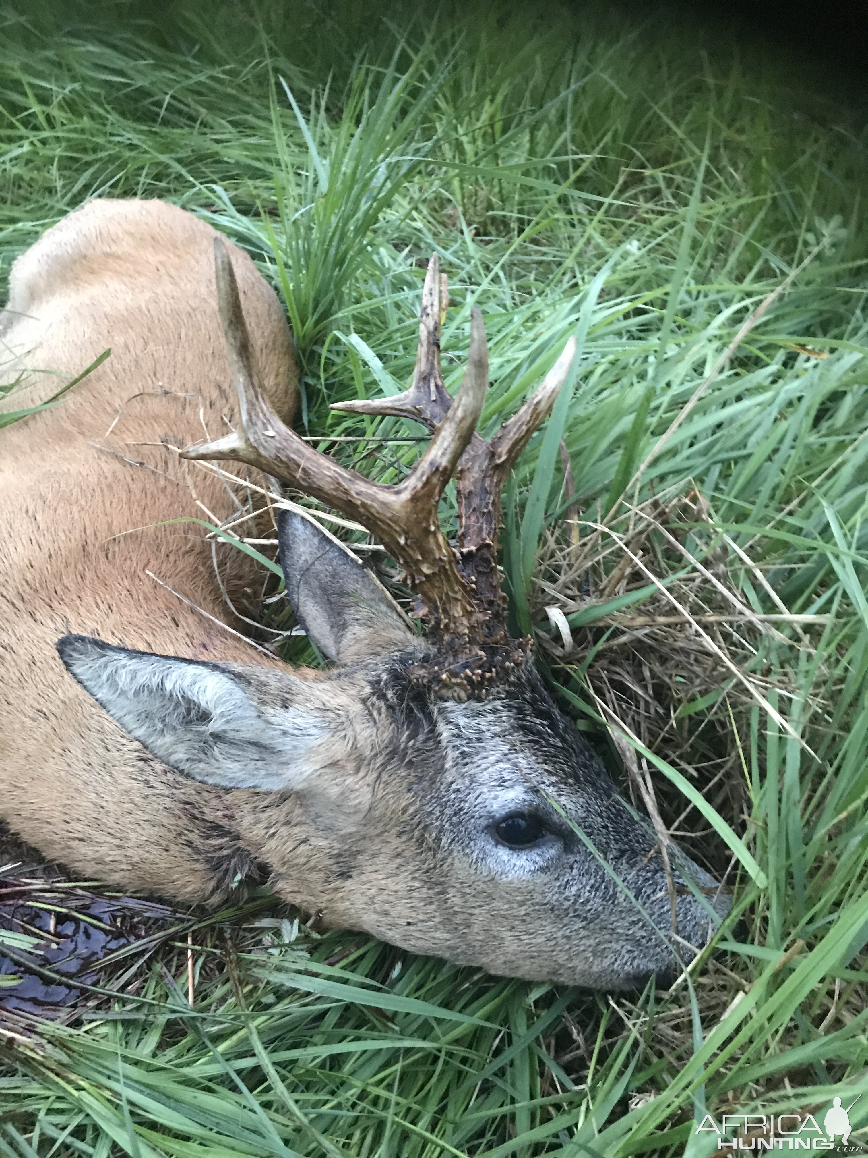 Poland Roe Buck Hunt