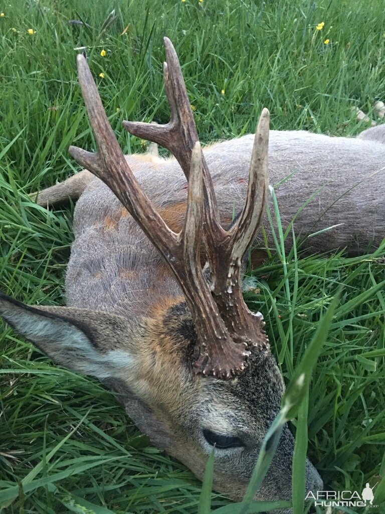 Poland Roe Deer