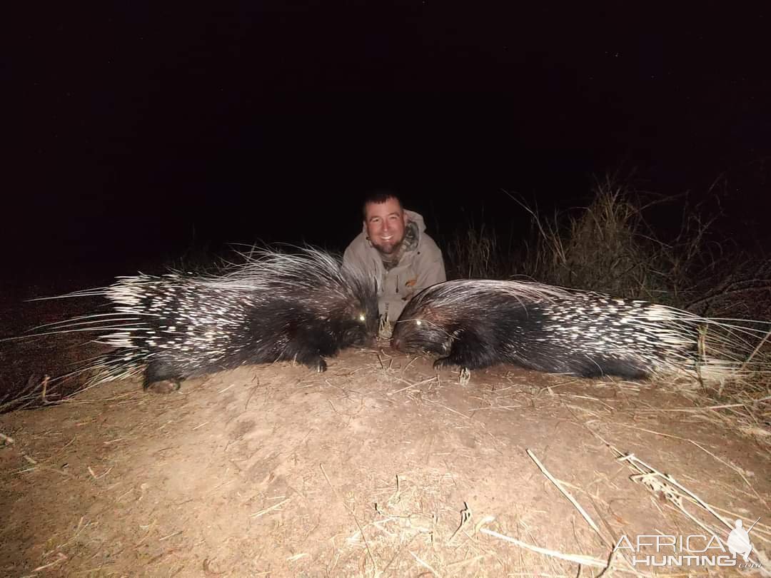 Porcupine Hunt South Africa