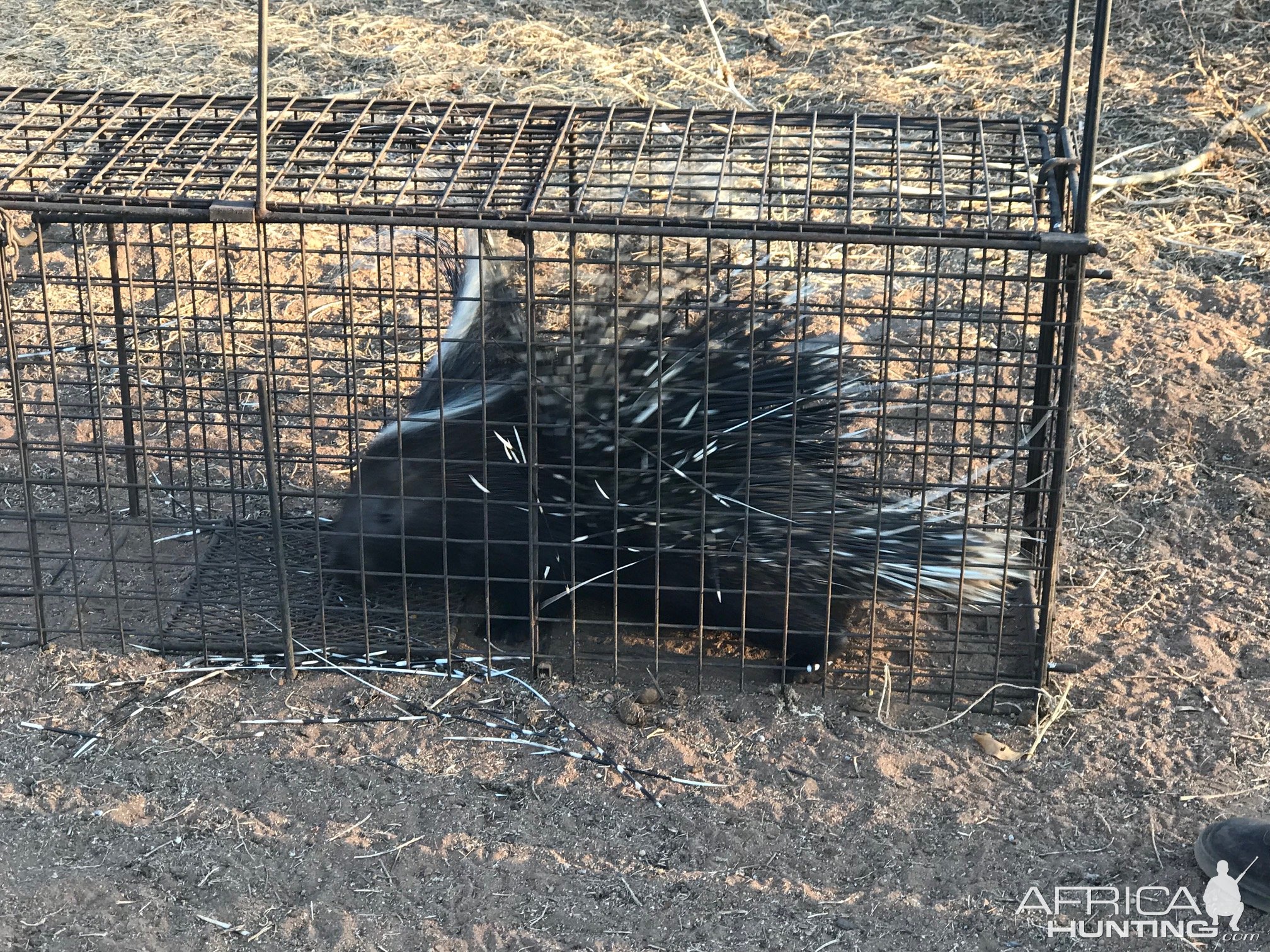 Porcupine Hunting South Africa