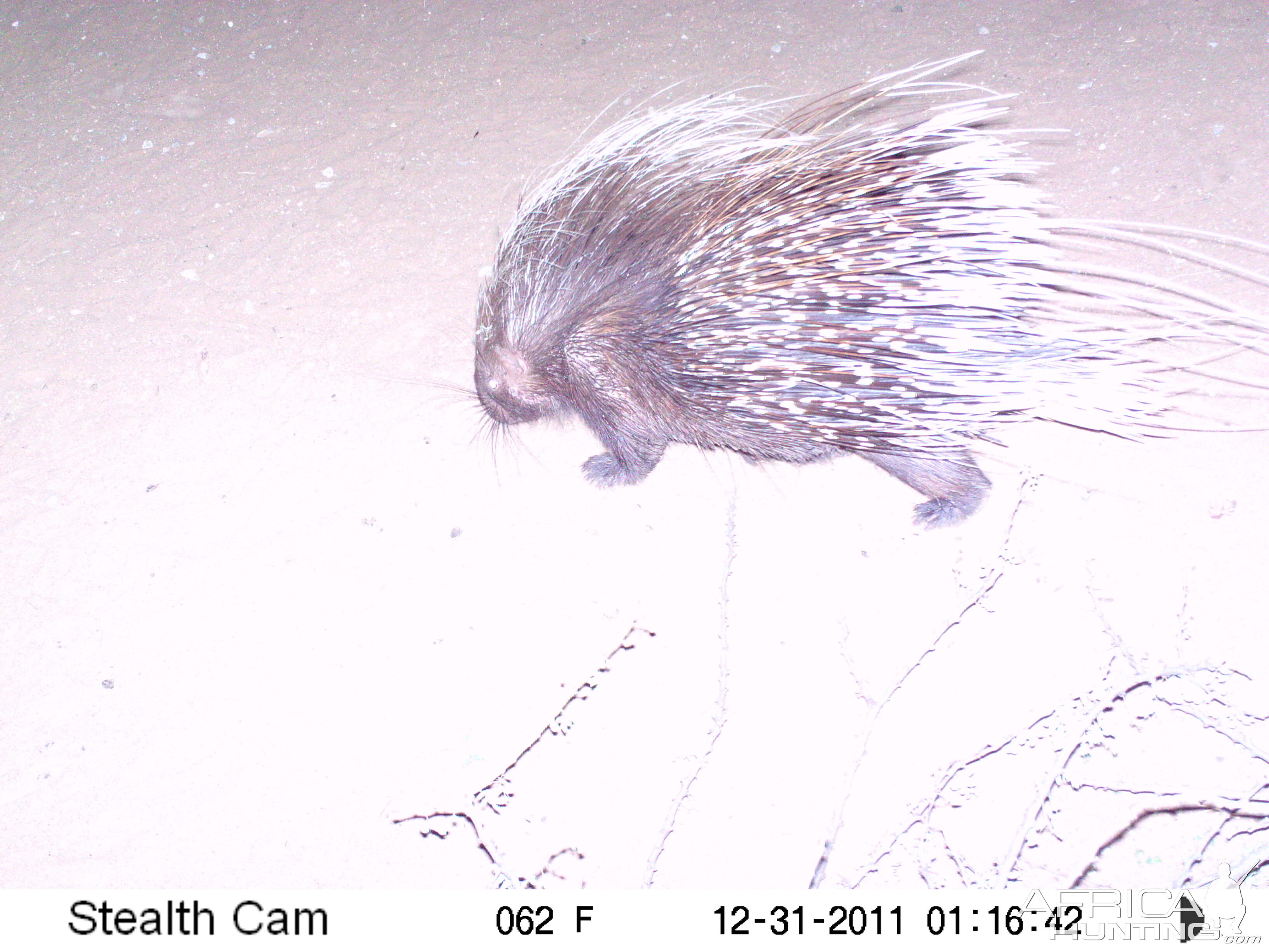 Porcupine Trail Camera Namibia