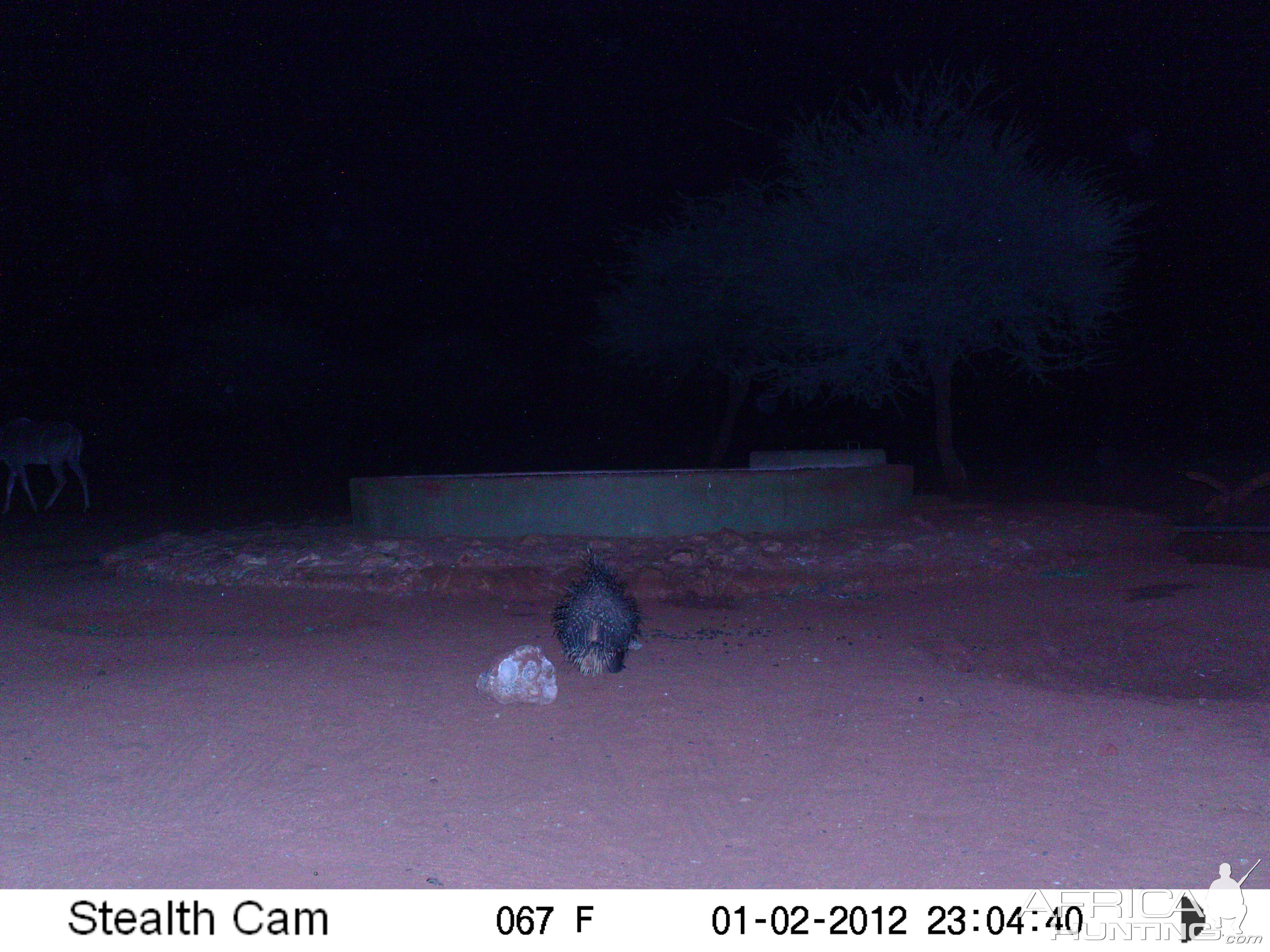 Porcupine Trail Camera Namibia