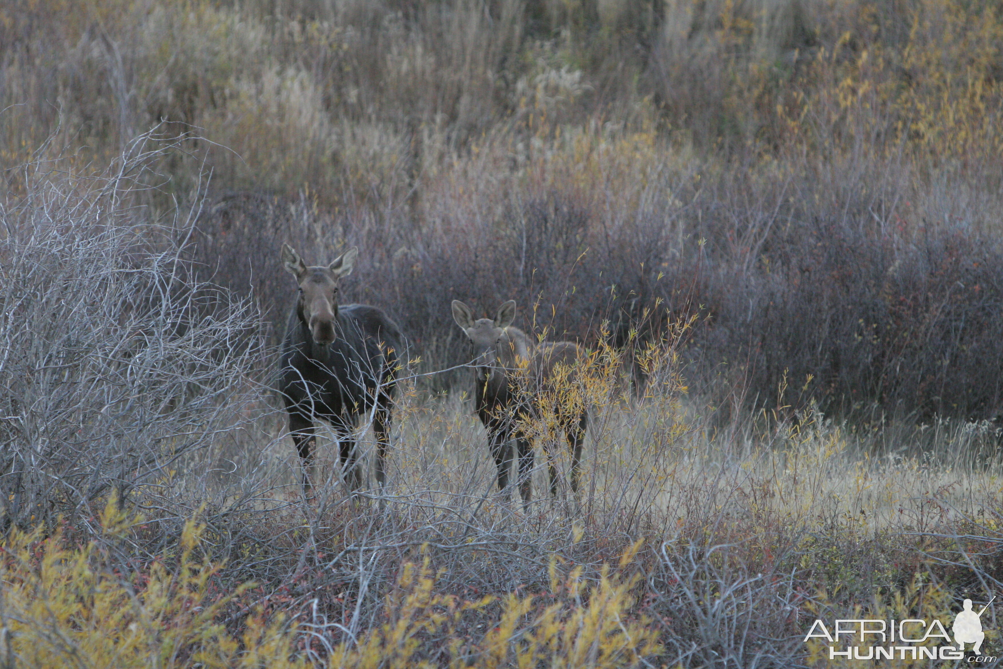 Prairie Moose