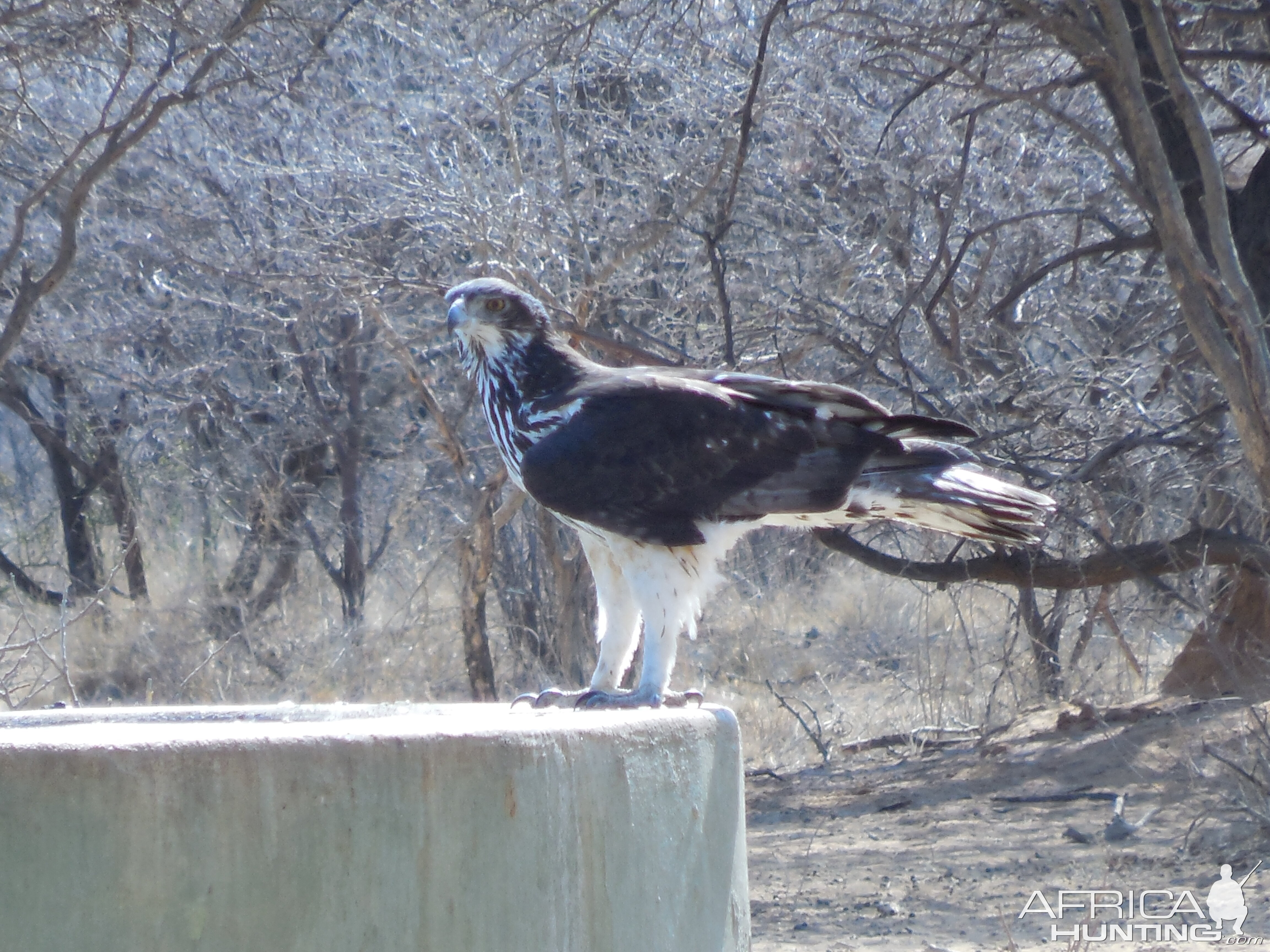 Prey Bird Namibia