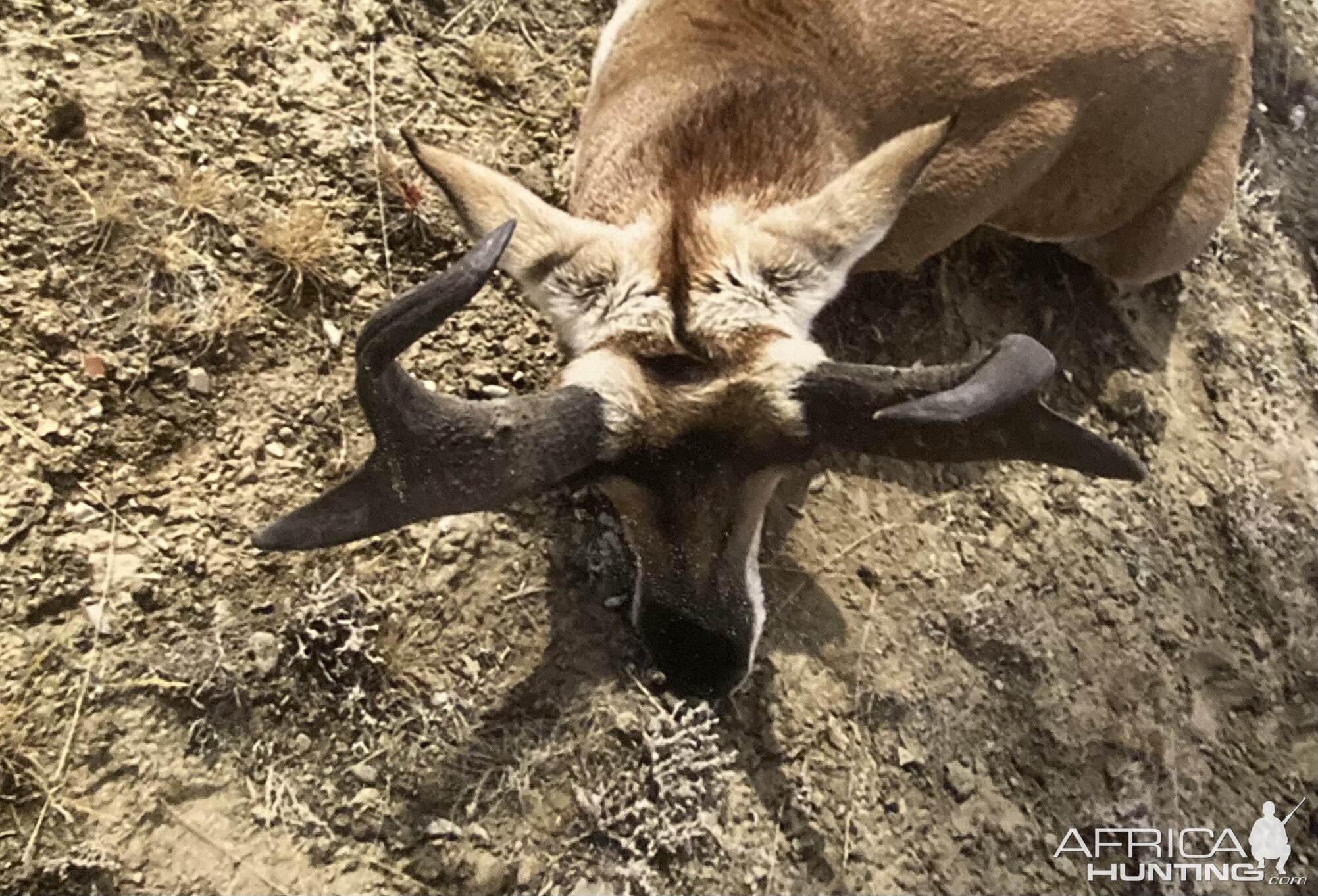 Pronghorn Antelope Hunting