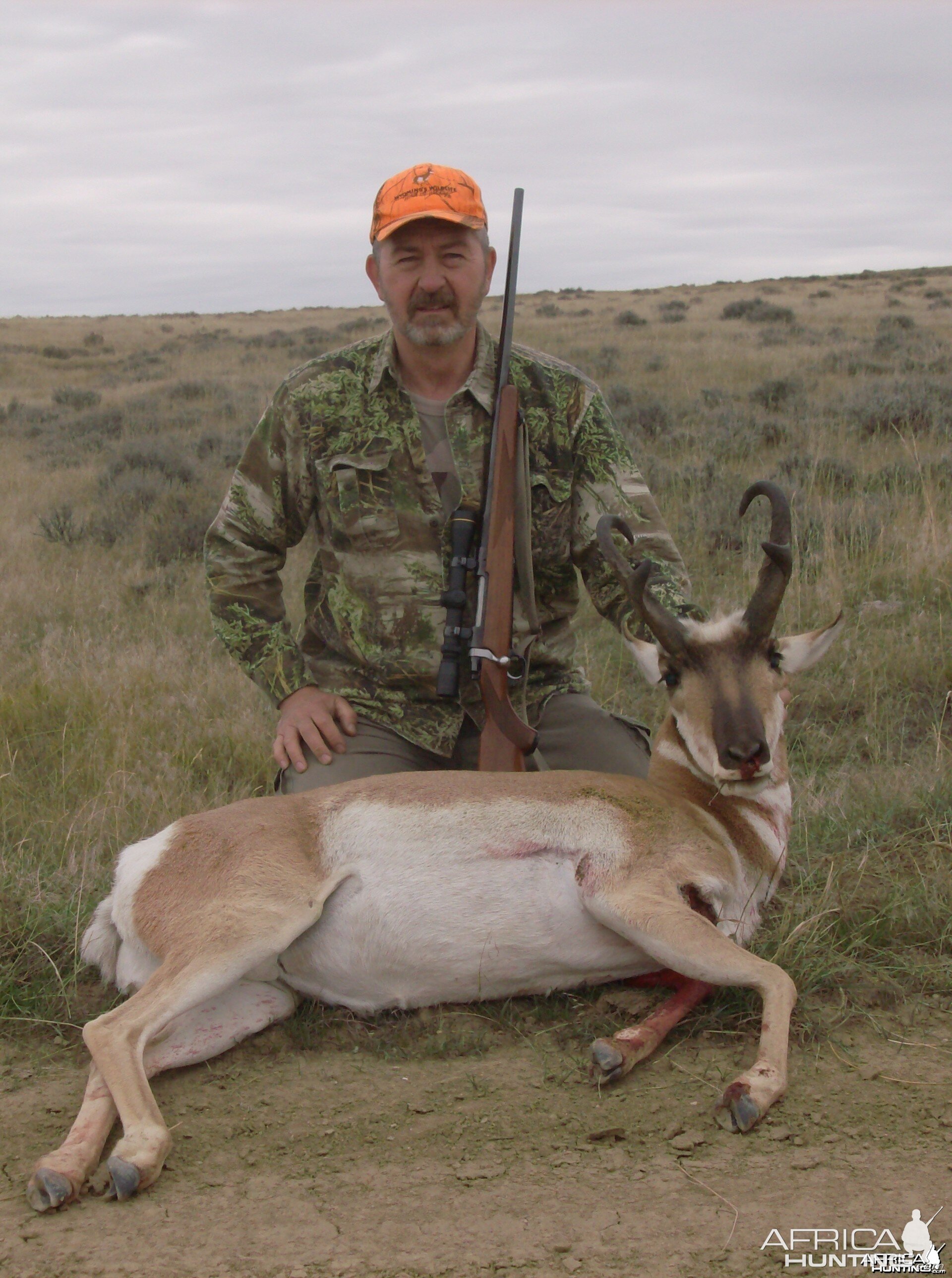 Pronghorn Antelope