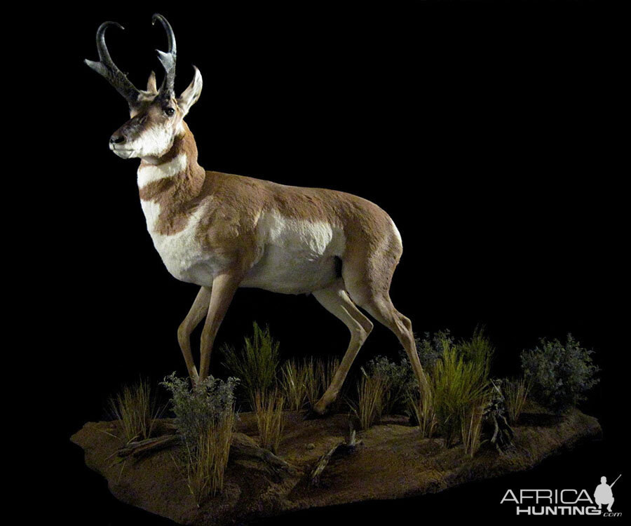 Pronghorn Full Mount Taxidermy | AfricaHunting.com