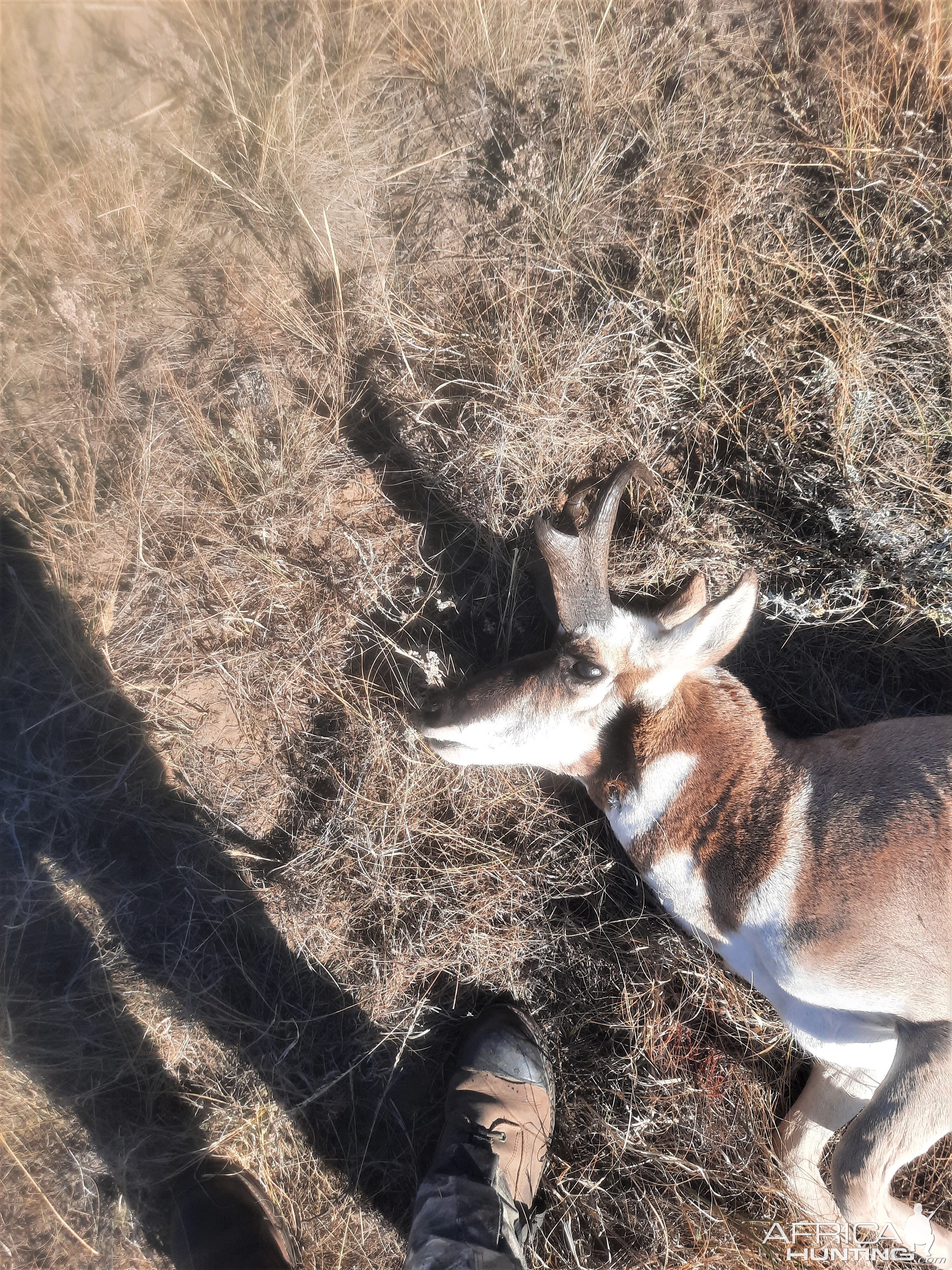 Pronghorn Hunt Alberta Canada