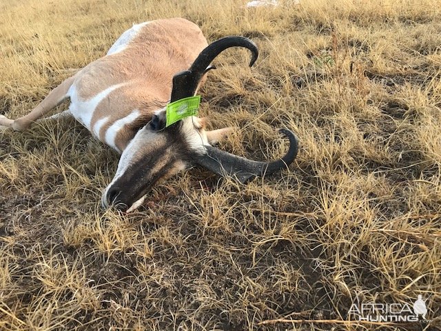 Pronghorn Hunt