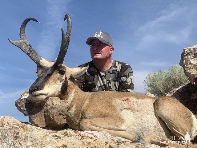 Pronghorn Hunting Nevada USA