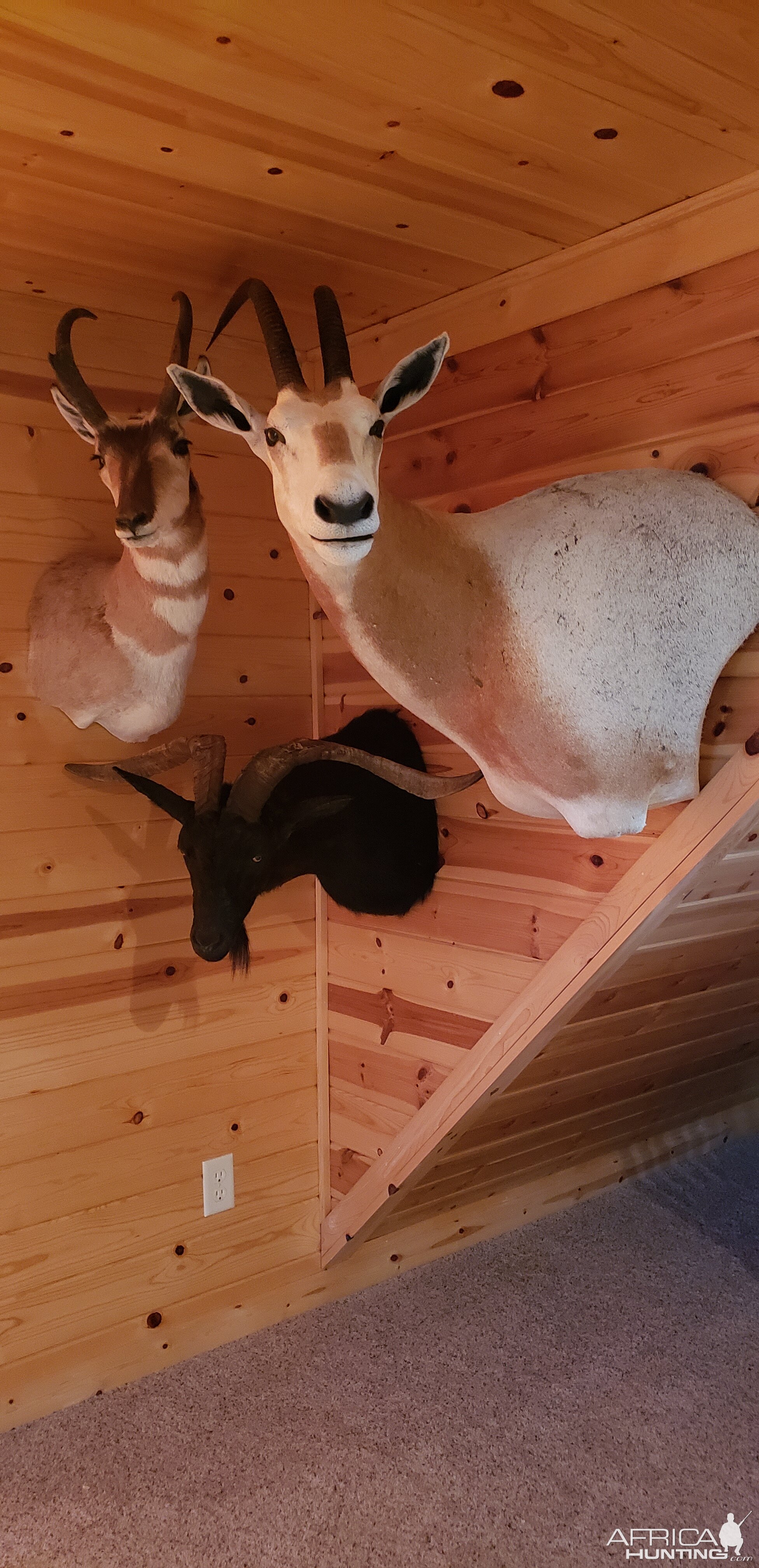 Pronghorn, Scimitar Oryx & Catalina Goat Shoulder Mount Taxidermy | Hunting