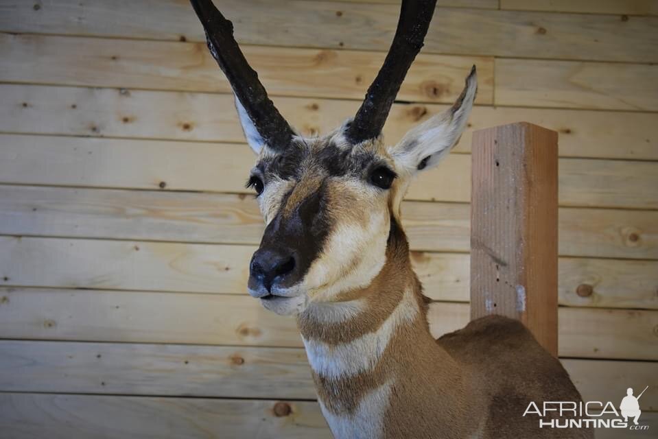 Pronghorn Shoulder Mount Taxidermy