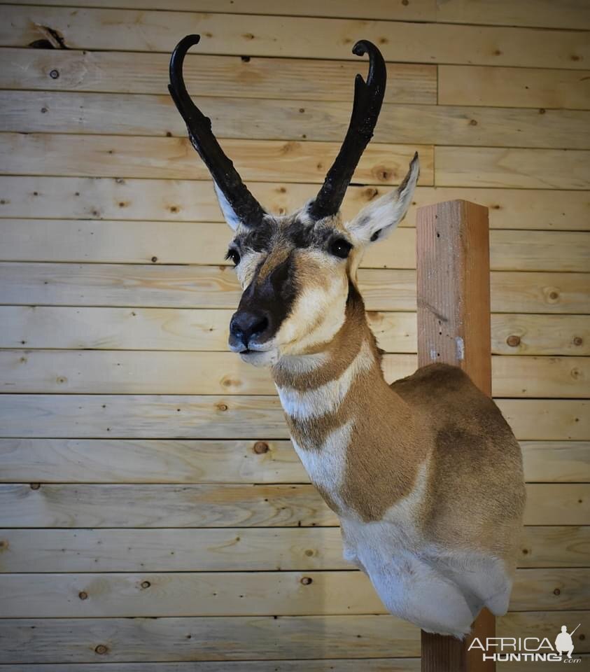 Pronghorn Shoulder Mount Taxidermy | AfricaHunting.com