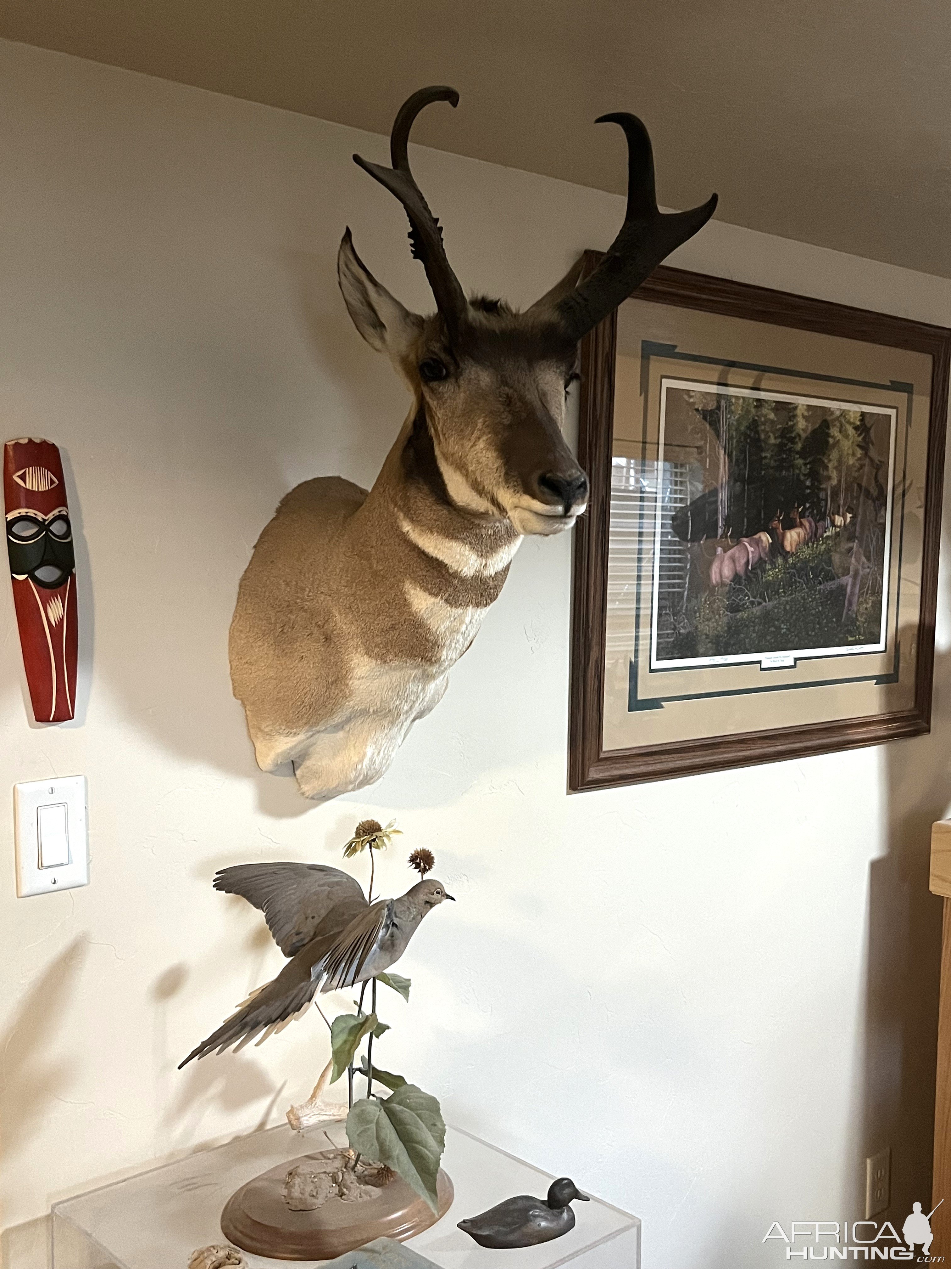 Pronghorn Shoulder Mount Taxidermy