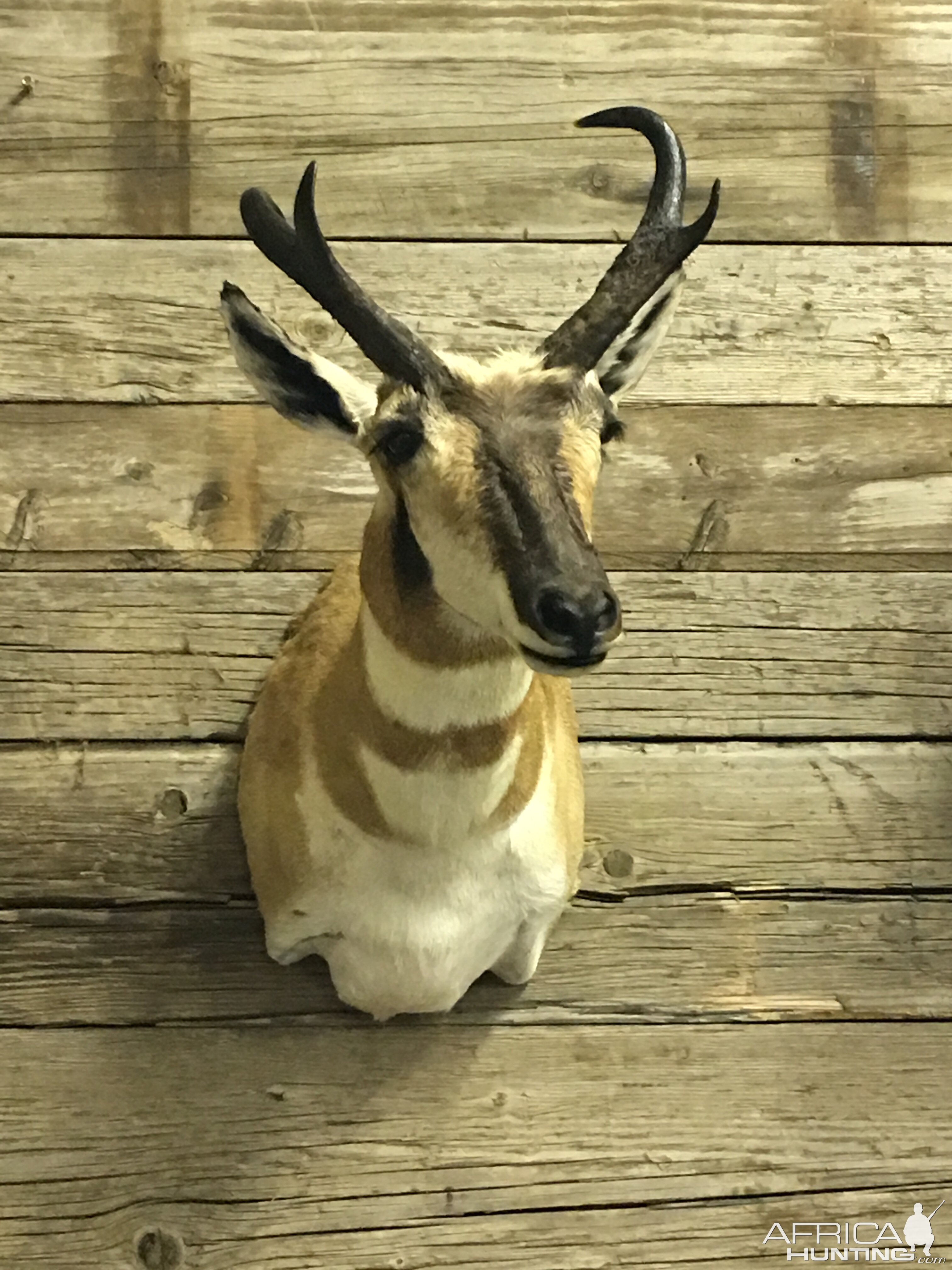 Pronghorn Shoulder Mount Taxidermy