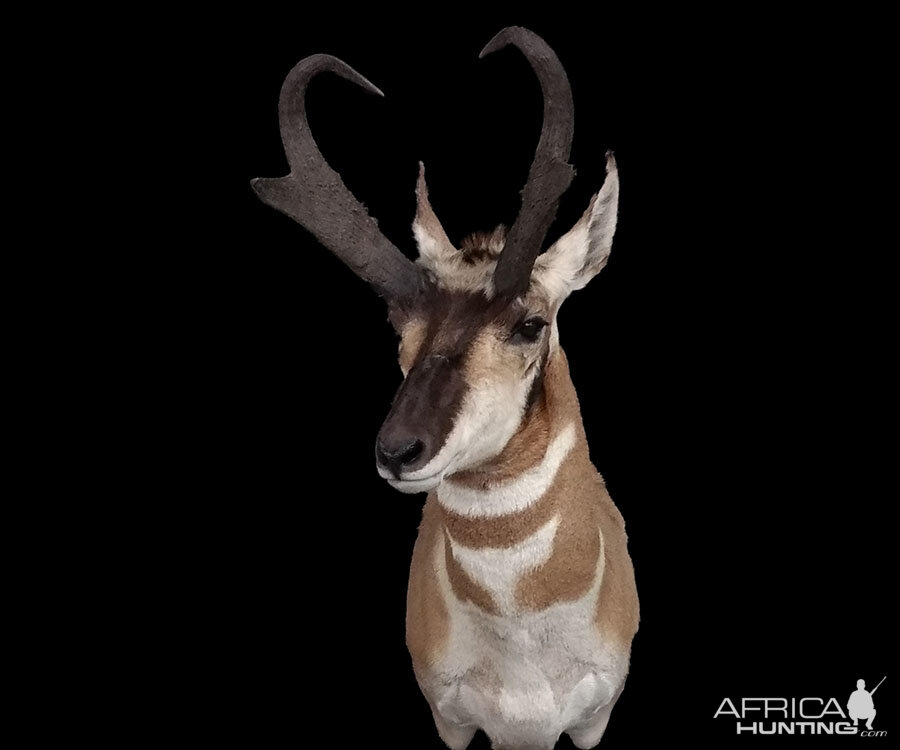 Pronghorn Shoulder Mount Taxidermy