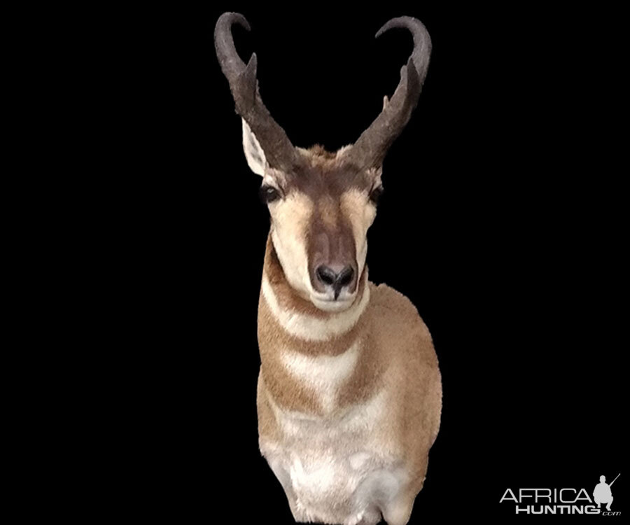 Pronghorn Shoulder Mount Taxidermy