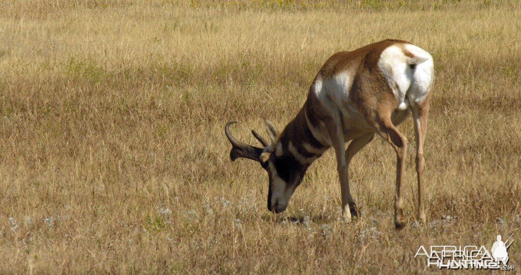 Pronghorn, USA