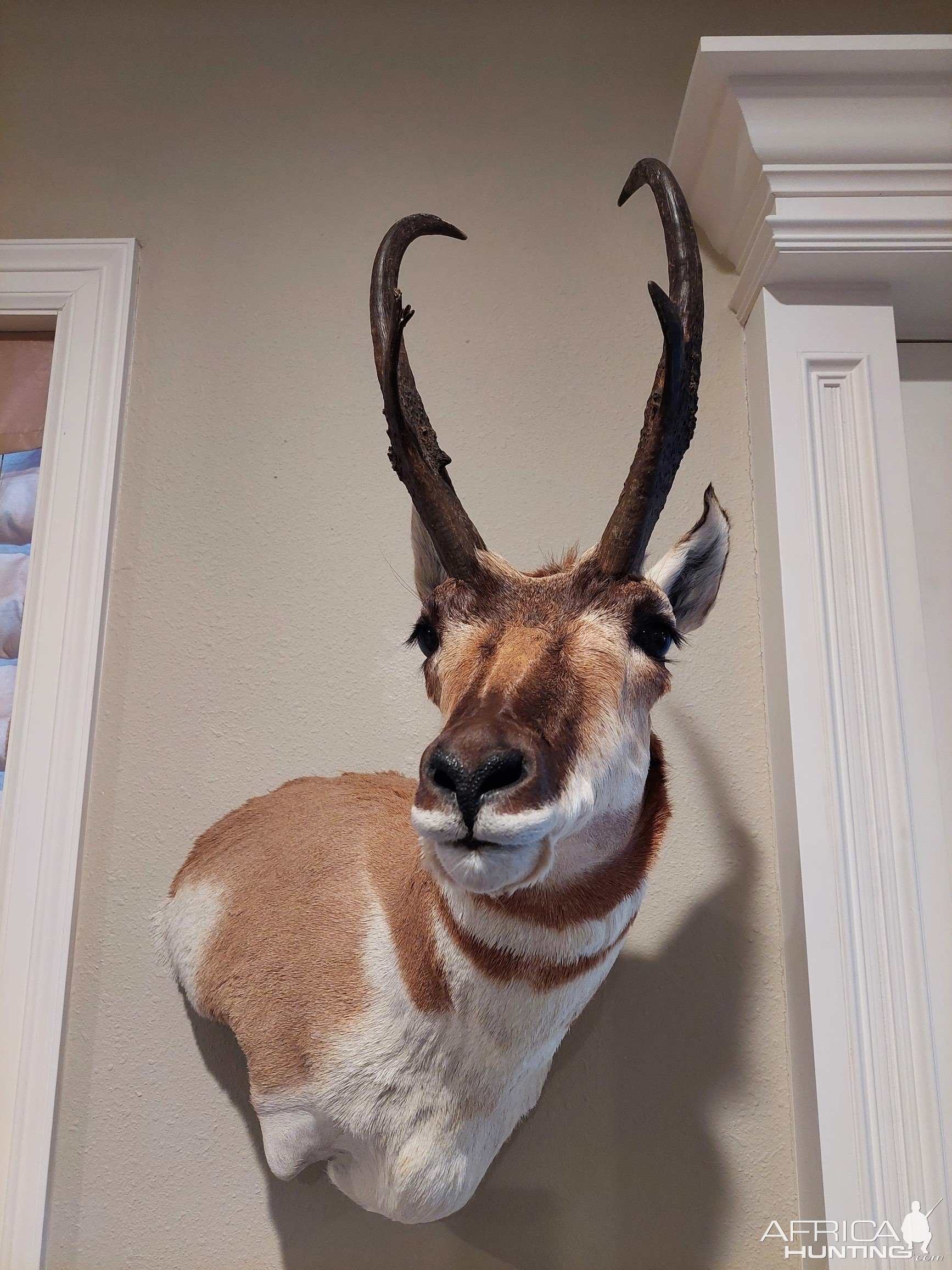 Pronghorn Wall Pedestal Mount