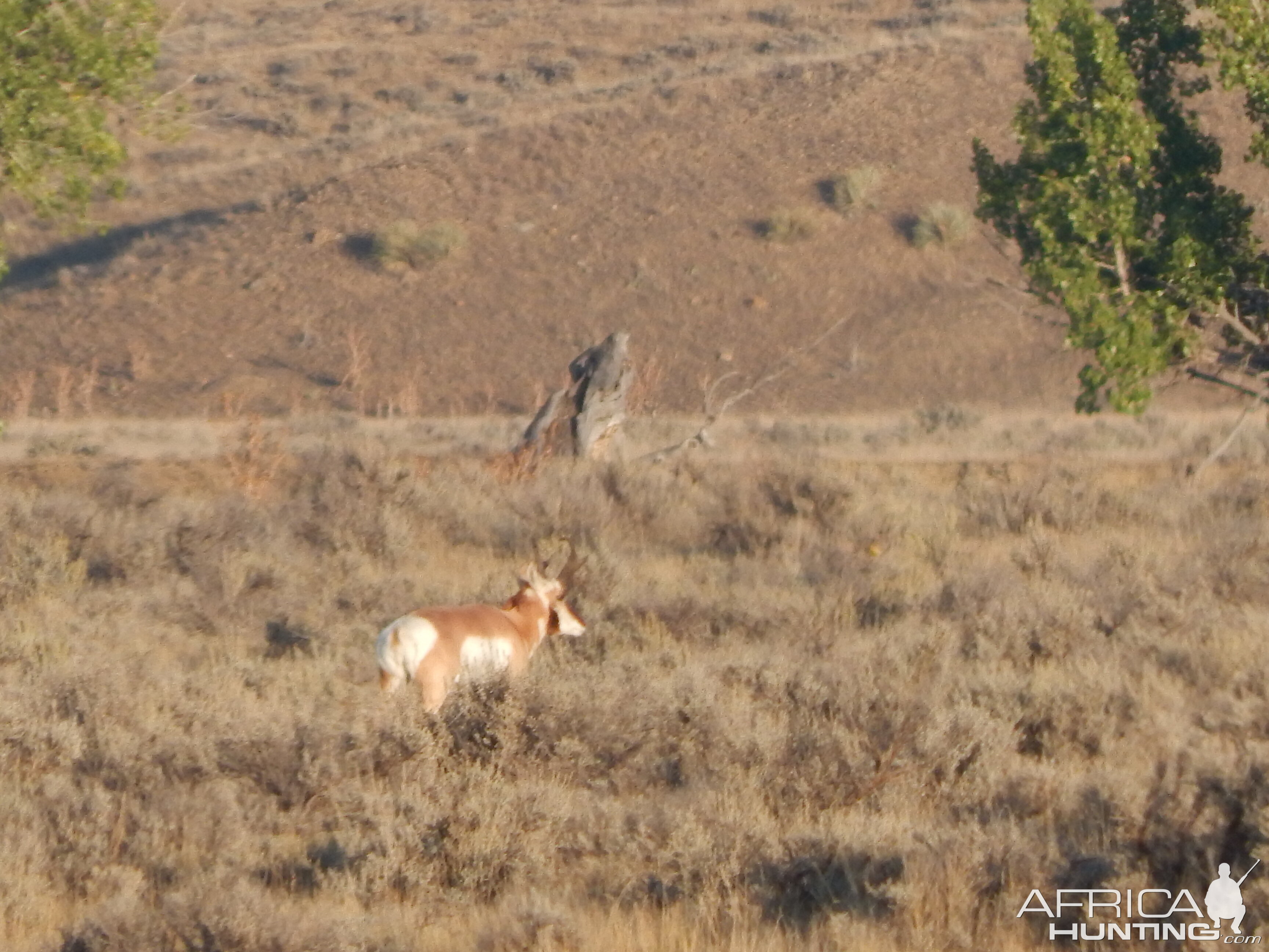 Pronghorn Wyoming USA