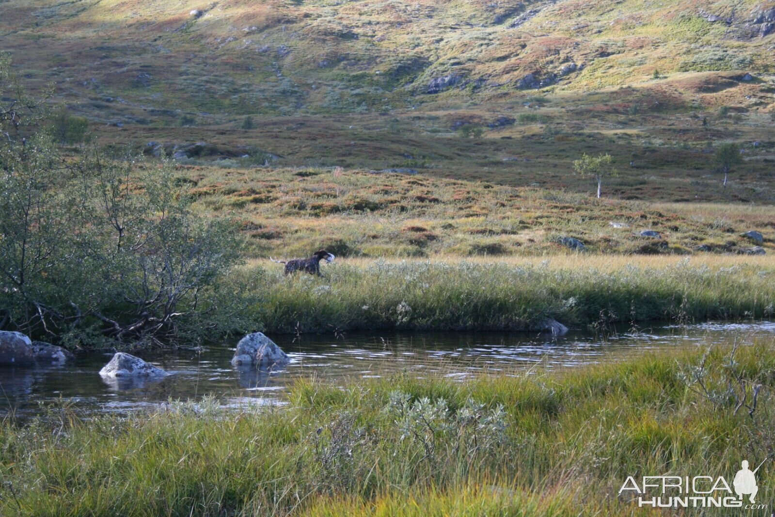 Ptarmigan Hunting over Pointing dogs, a Swedish Highland Hunt