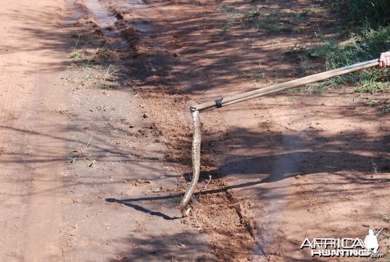 Puff Adder South Africa