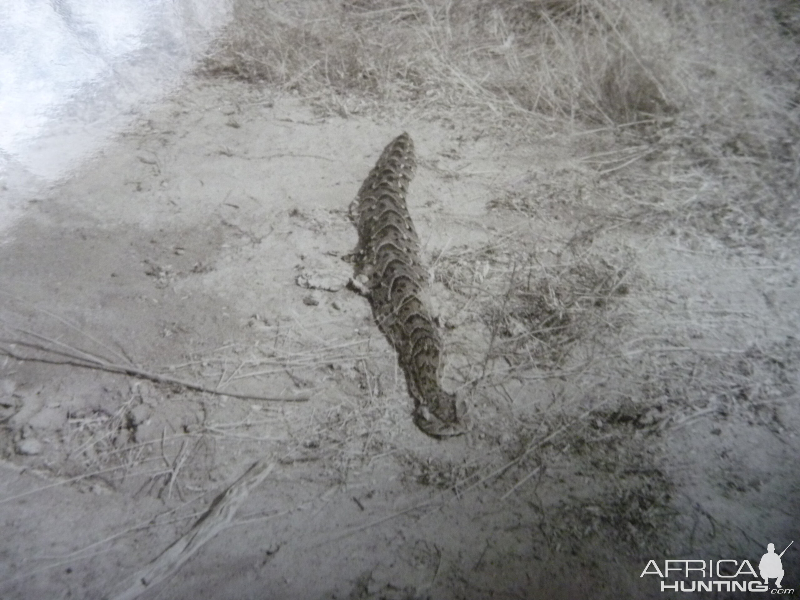 Puff adder Tsavo Kenya